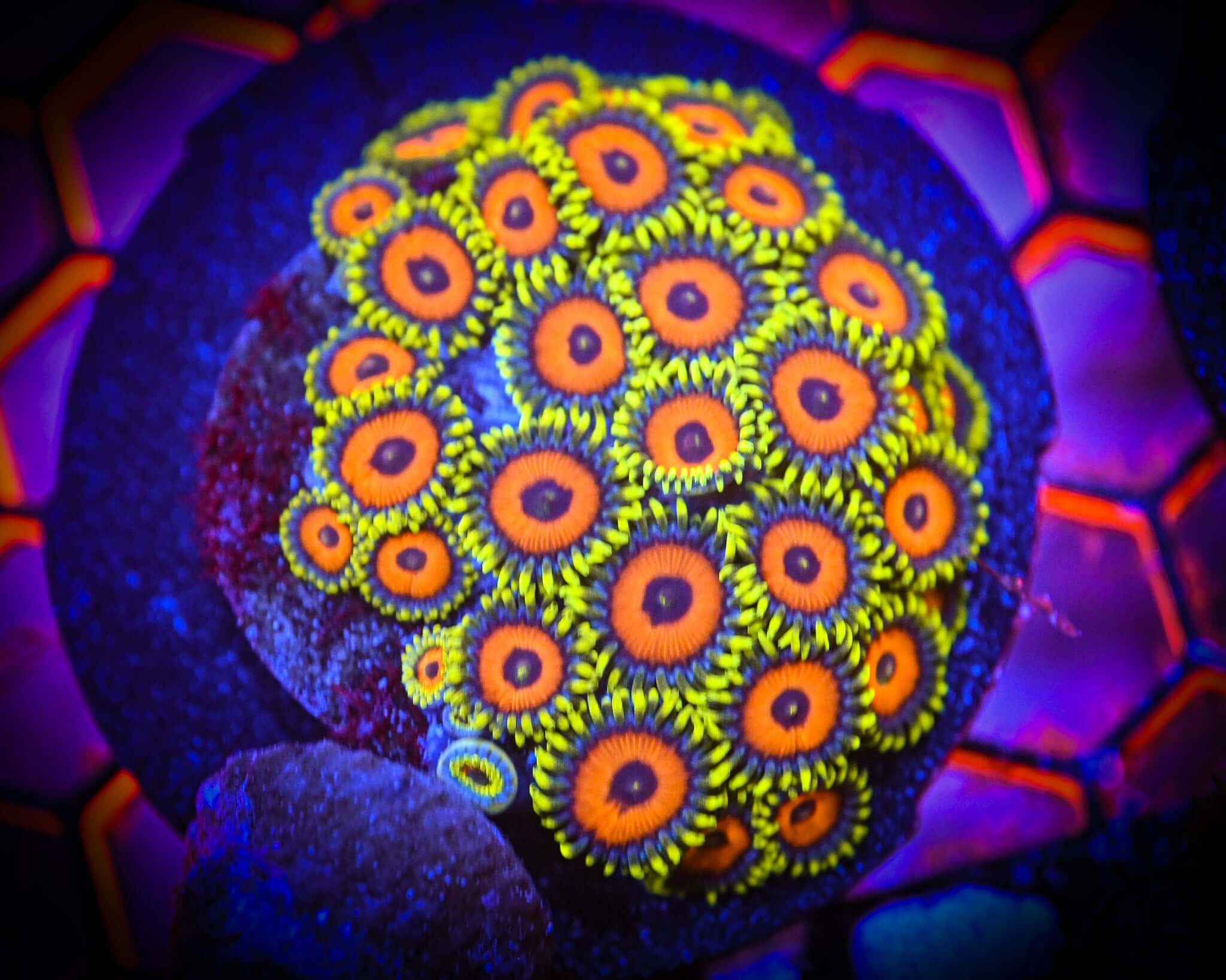 RC Eagle Eye Zoanthid Frag