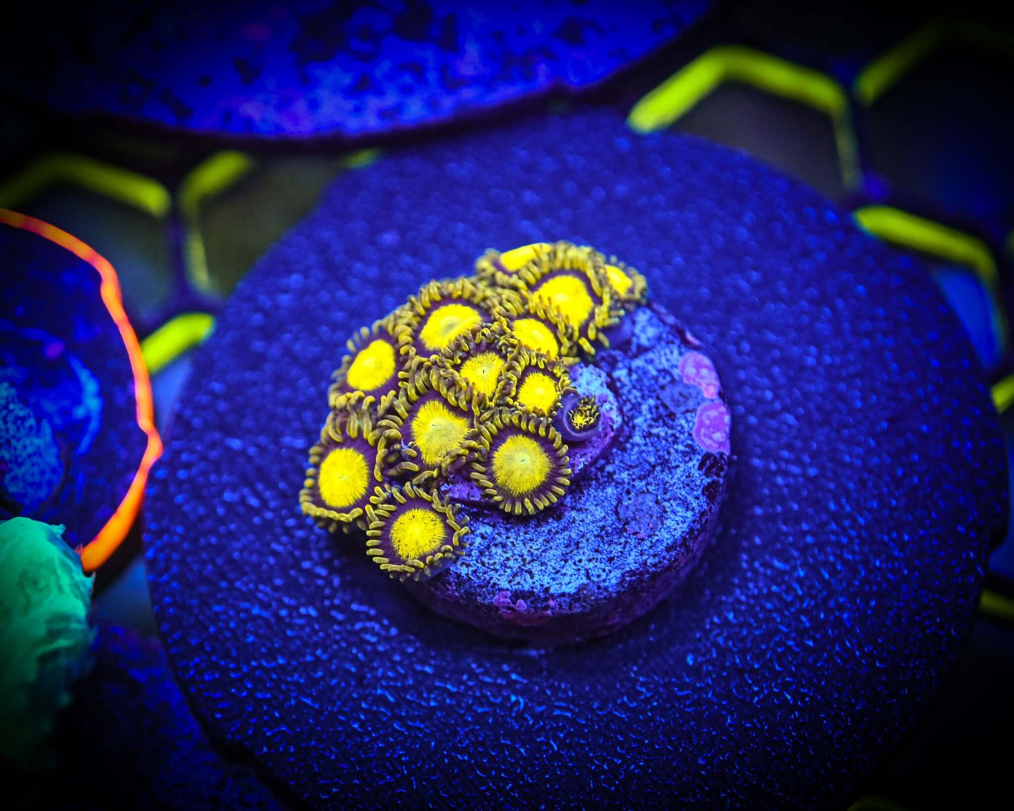 Reef Chasers | Buy Corals Online | RC King Midas Zoanthid Frag For