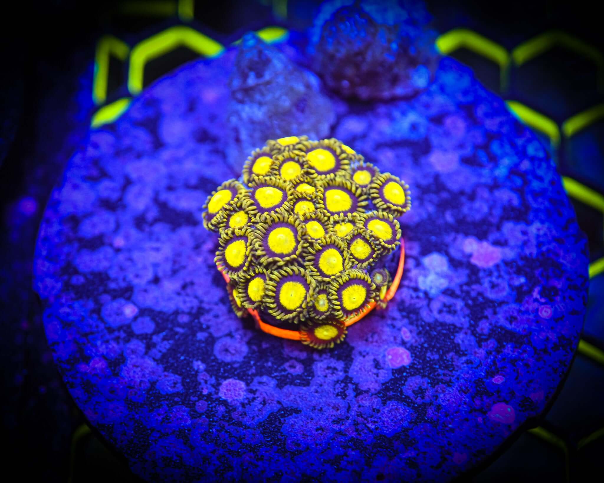 RC King Midas Zoanthid Frag