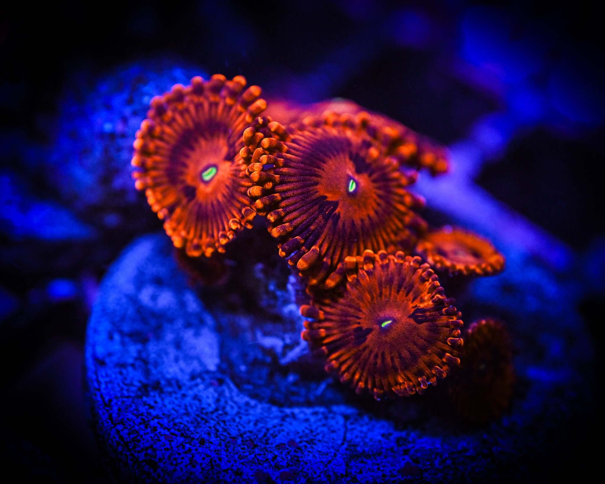 *MAGICIANS* Zoanthid Frag WYSIWYG