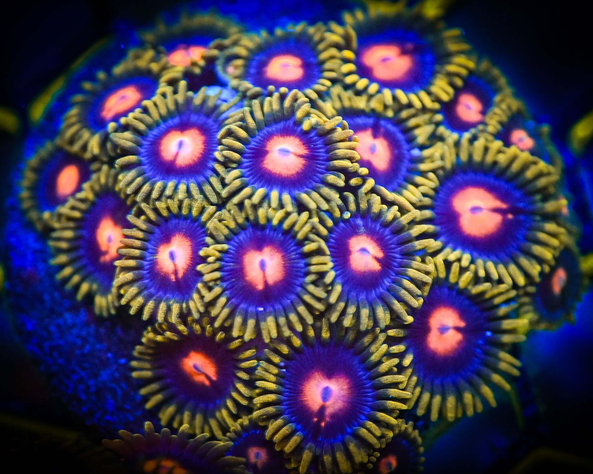 RC Princess Peach Zoanthid XL Frag (15-20 polyp)