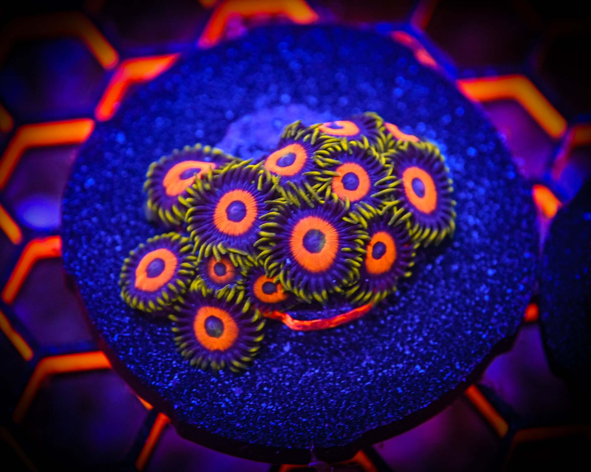 RC Gumball Zoanthid Frag