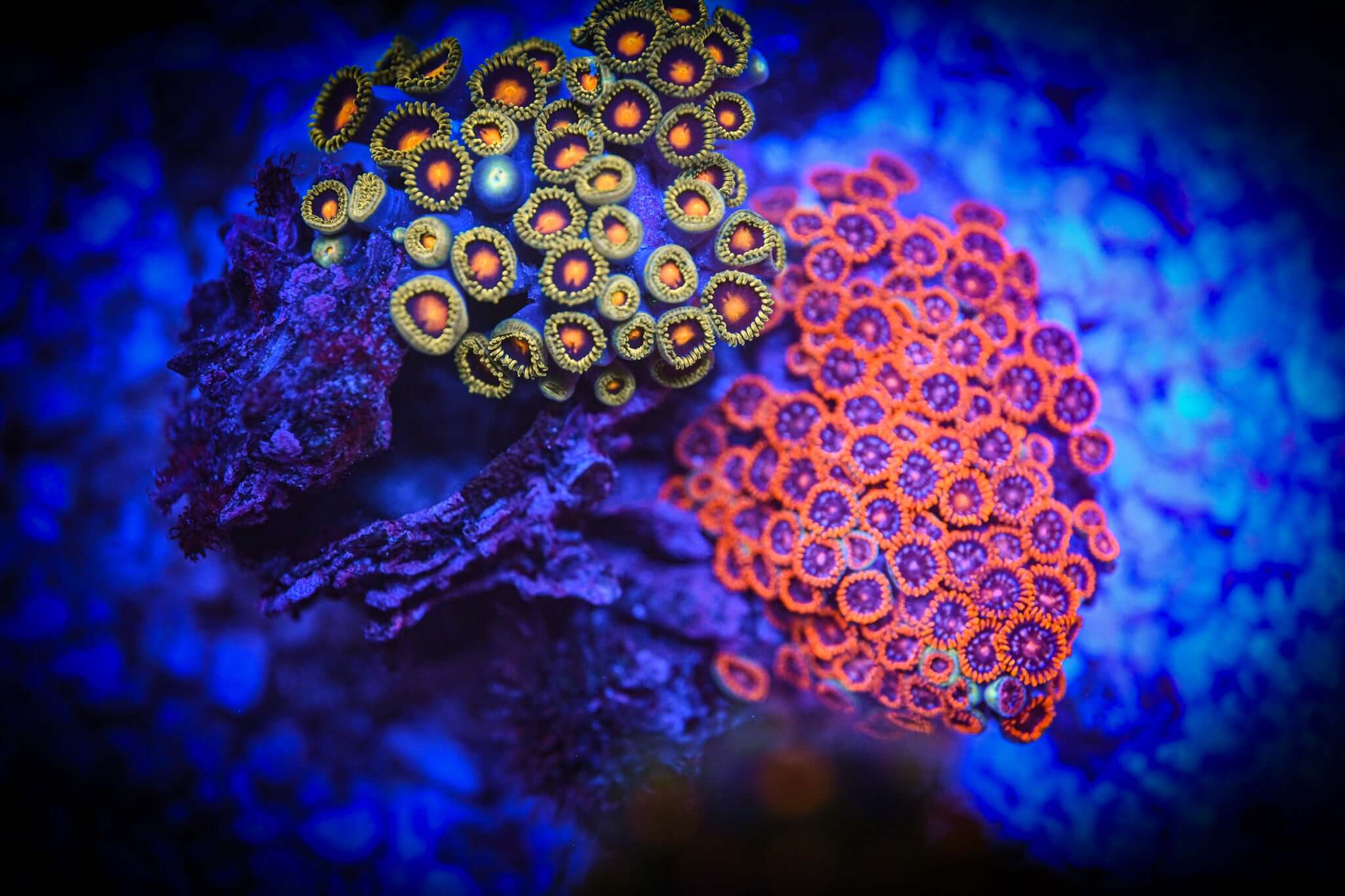 *WYSIWYG* Mixed Zoanthid Colony on Natural Reef Rock