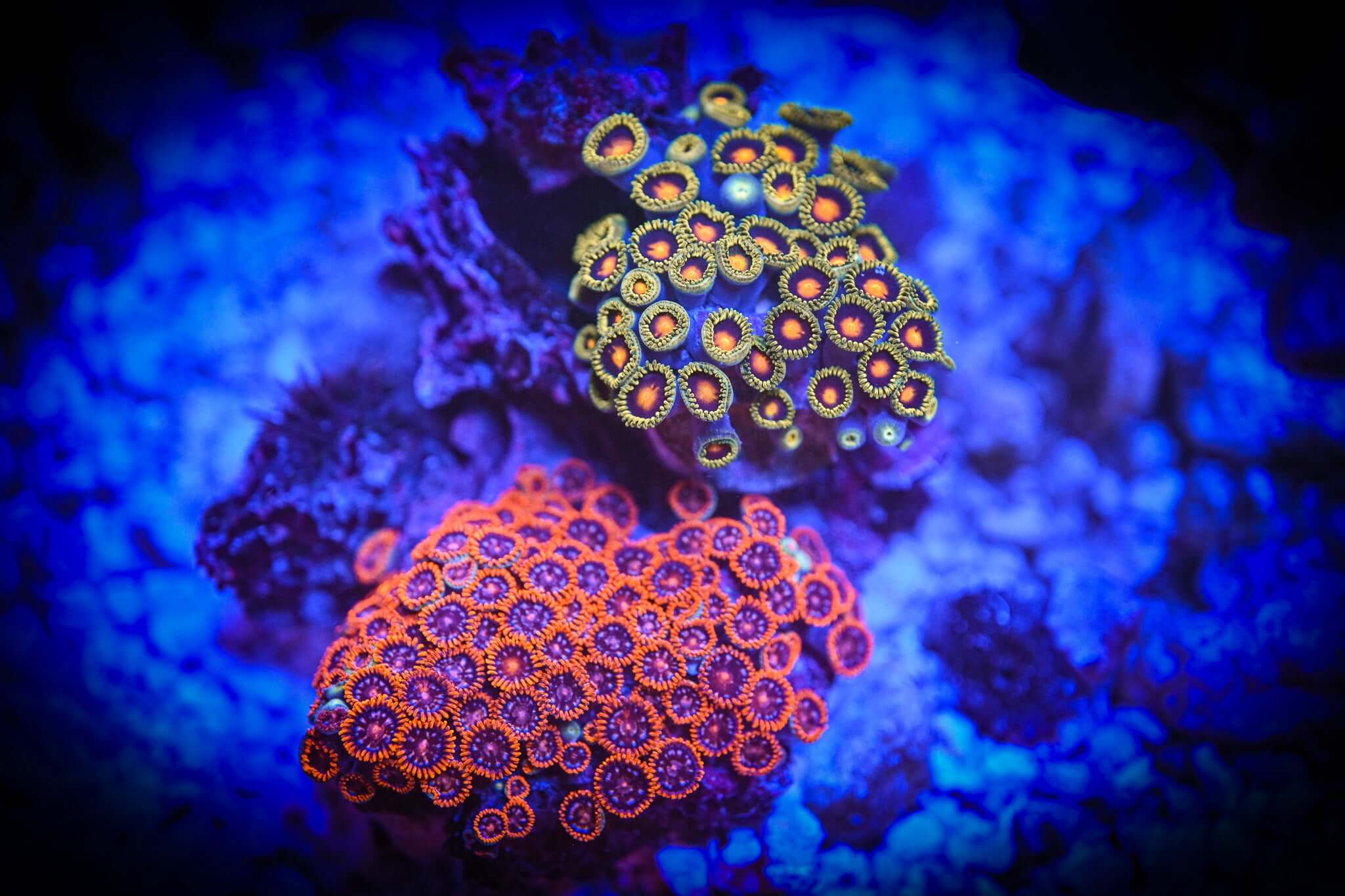 *WYSIWYG* Mixed Zoanthid Colony on Natural Reef Rock