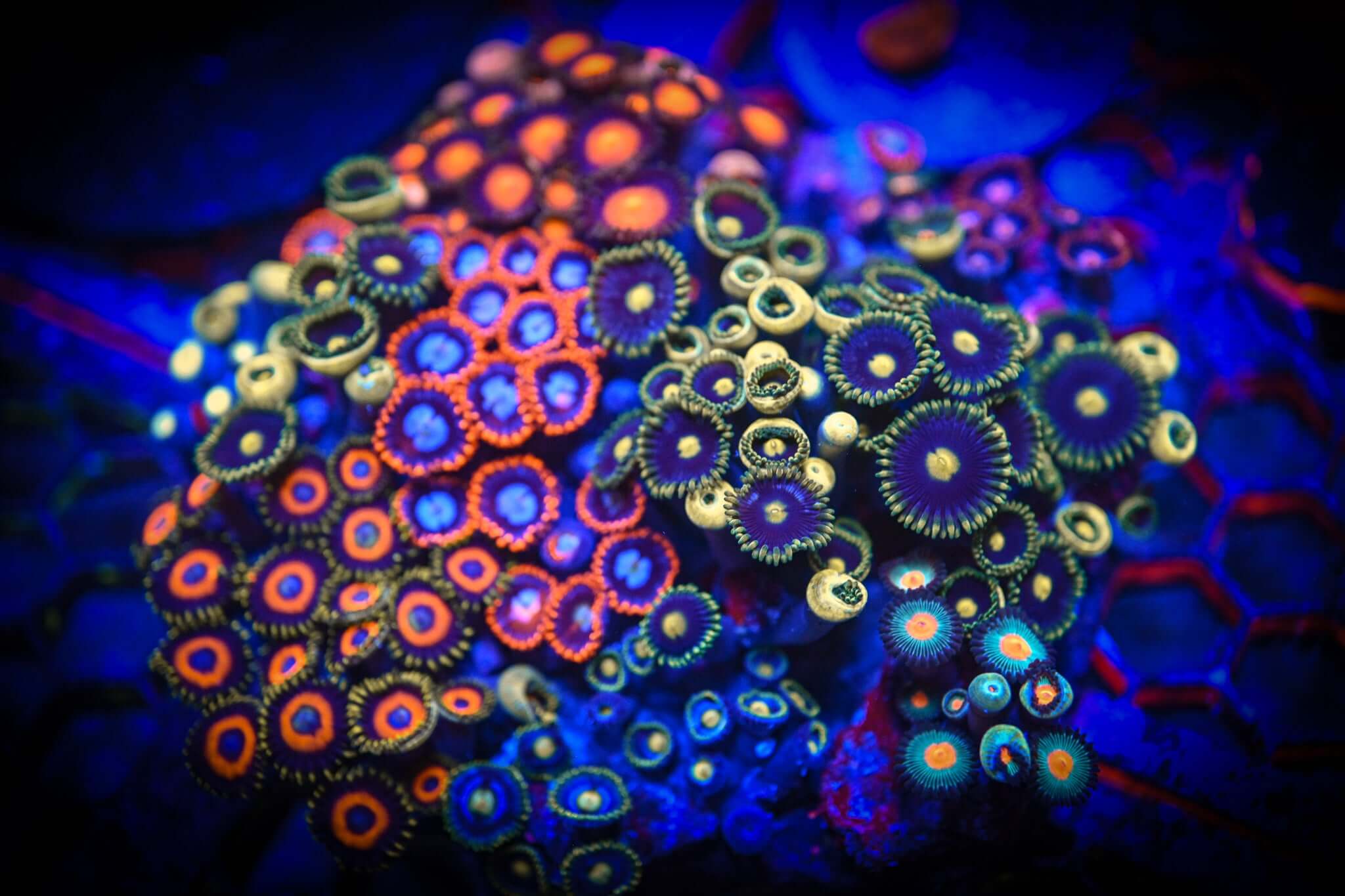 *SHOW* Mixed Zoanthid Rock XL WYSIWYG