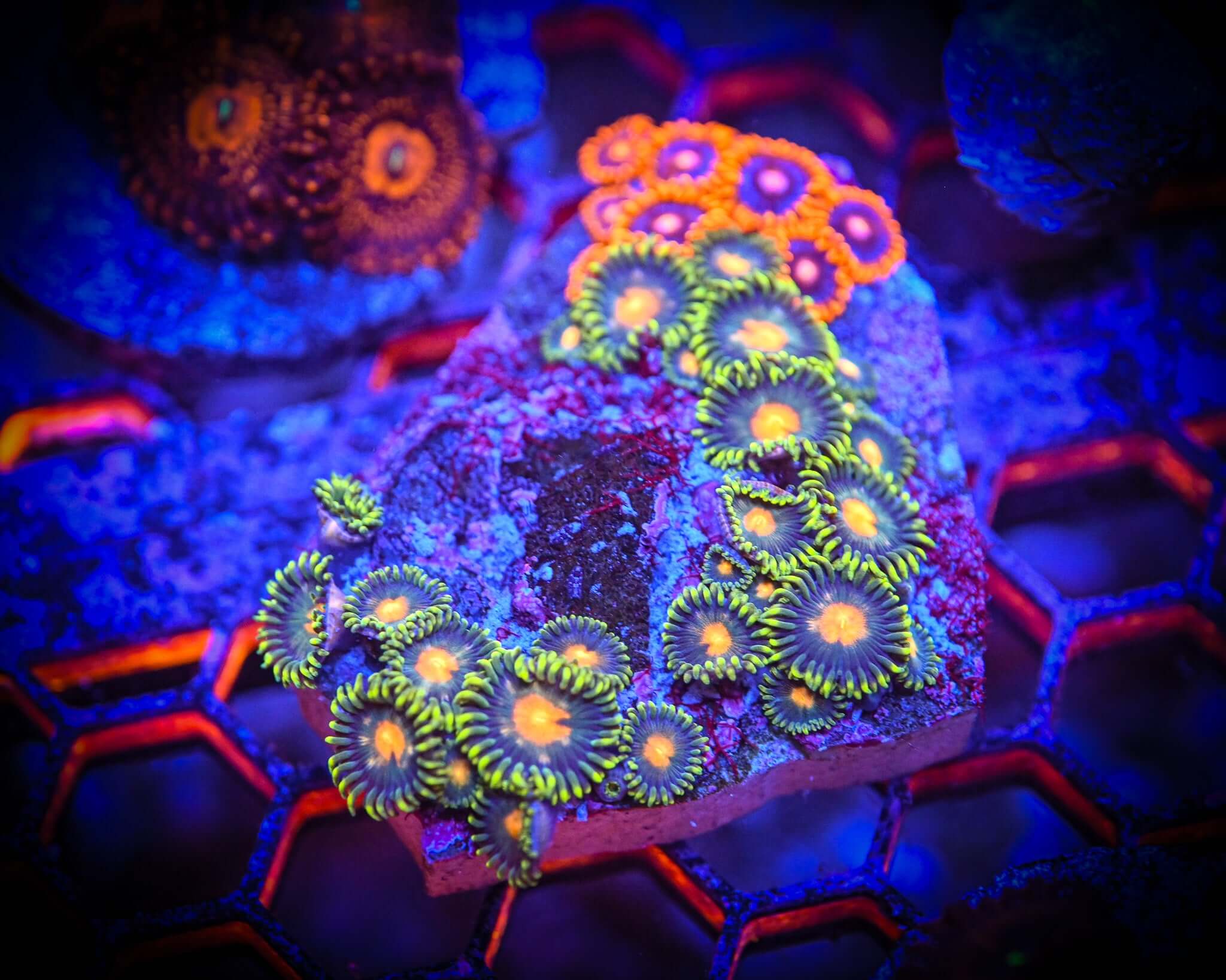 Mixed Zoanthid Rock WYSIWYG