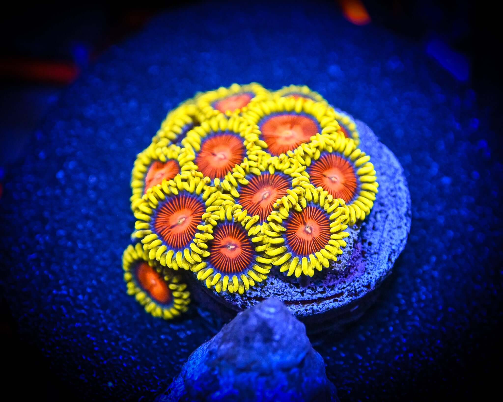 CC Spitfire Zoanthid XL Frag