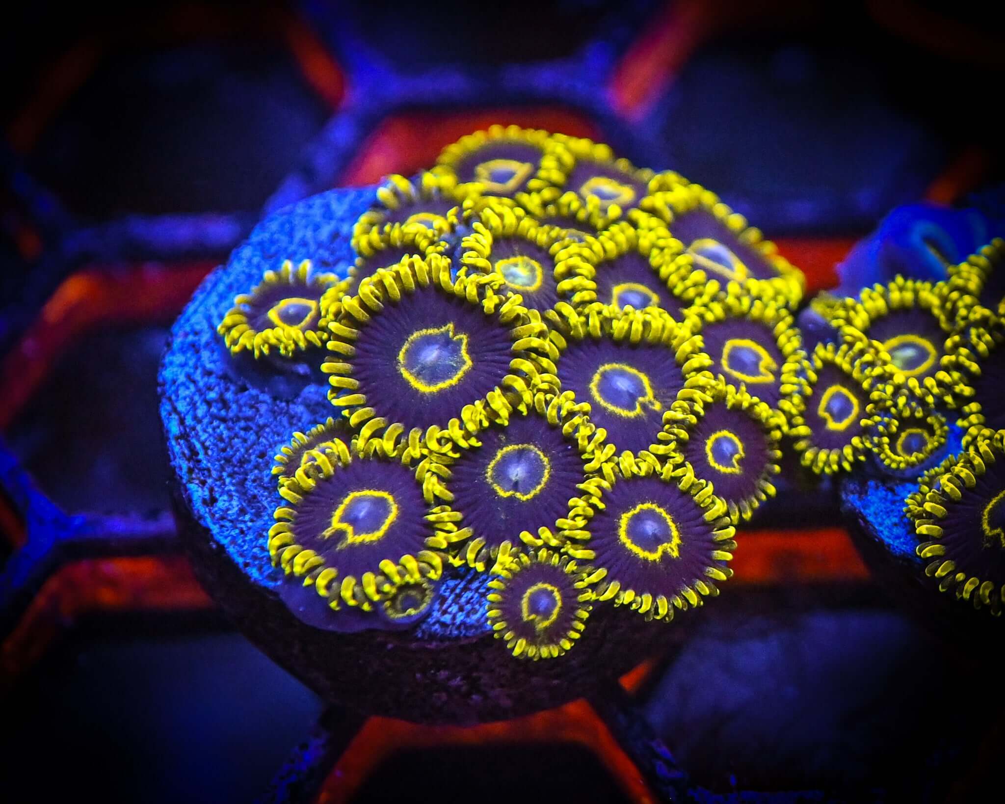 Blue Hornet Zoanthid Frag WYSIWYG