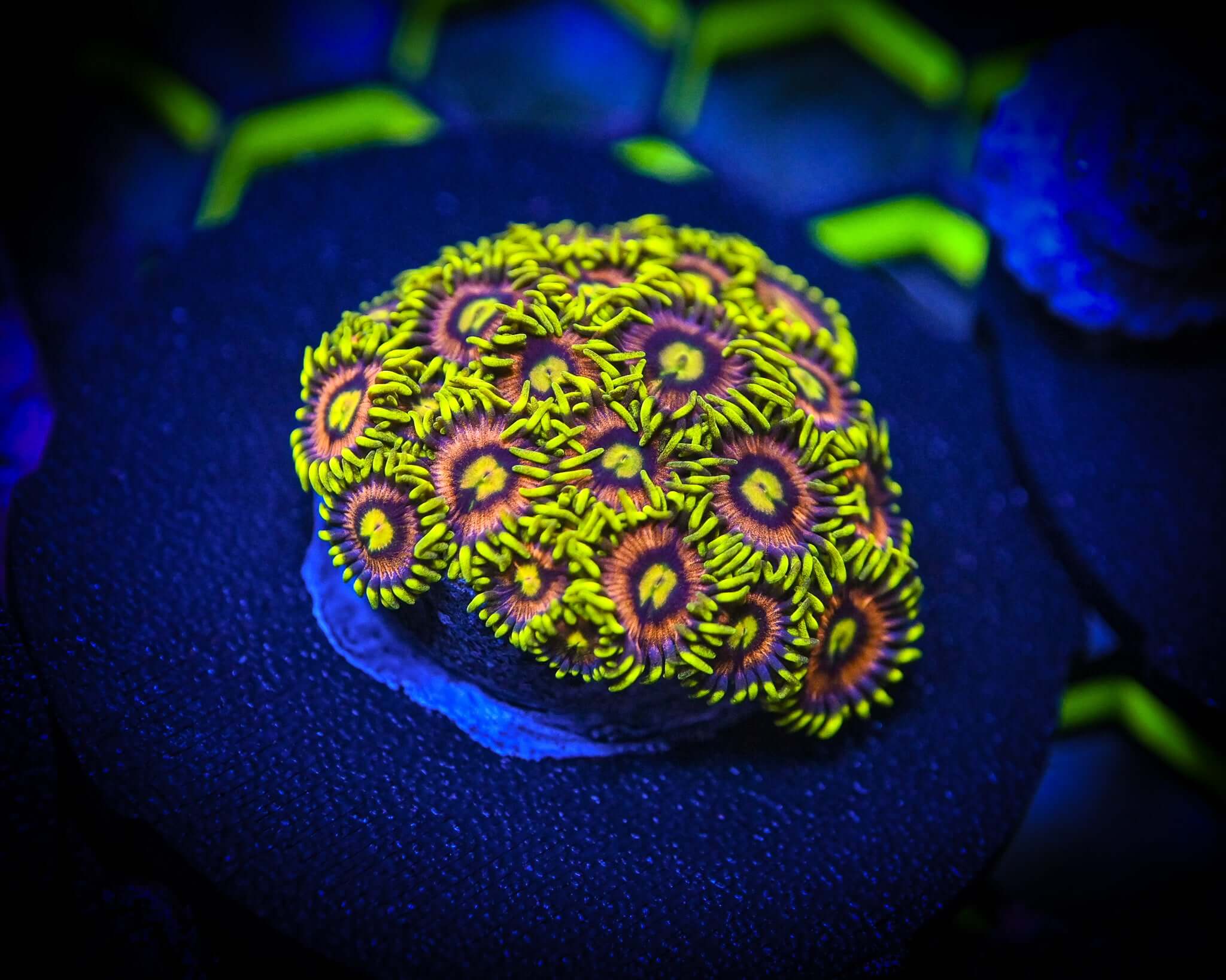 RC Mister Twister Zoanthid