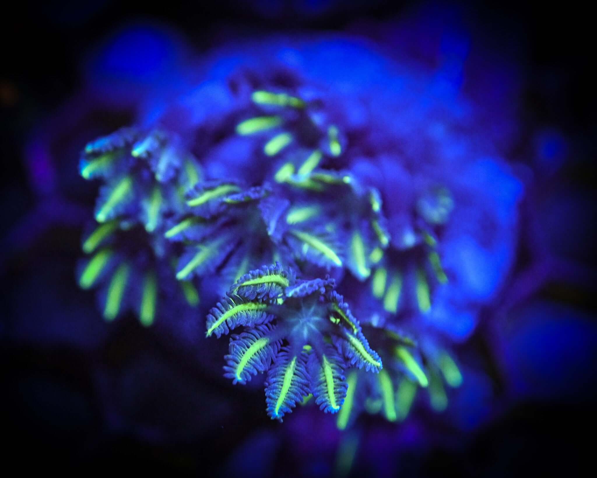 Green Clove Polyp Frag under blue lighting with glowing neon green tips, showcasing aquacultured coral's vibrant appearance.