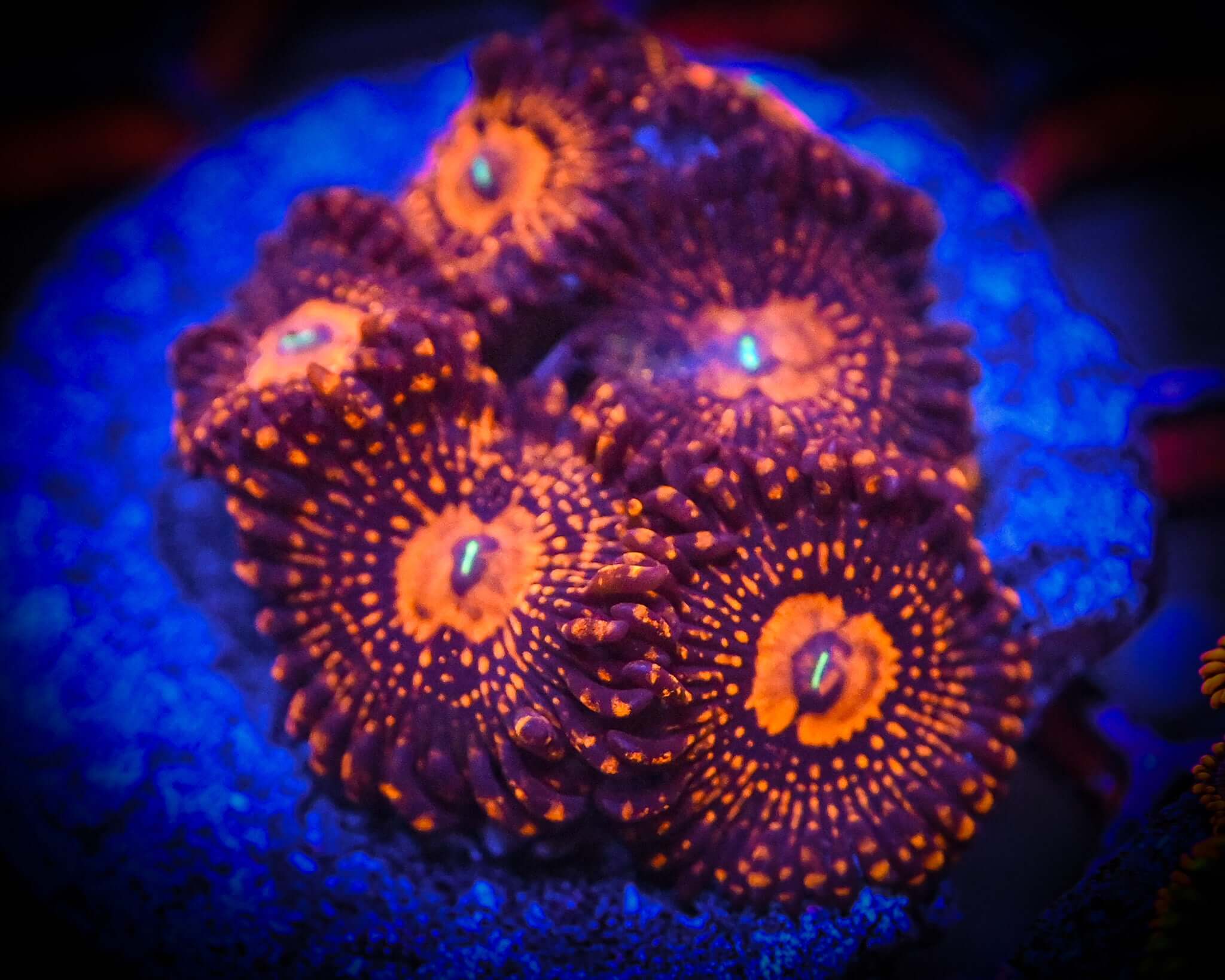 Darth Maul Zoanthid Frag