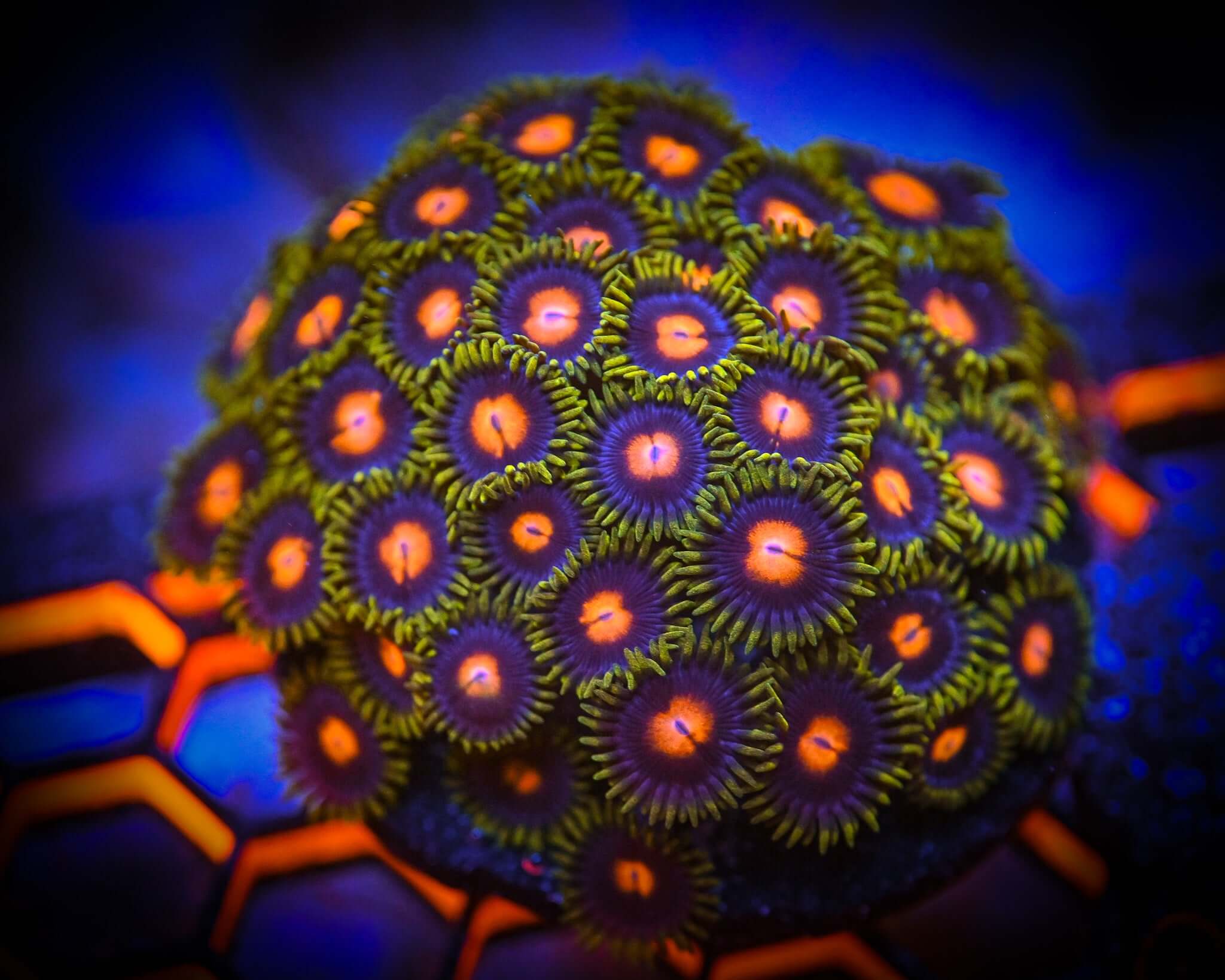 RC Princess Peach Zoanthid Mini Colony WYSIWYG