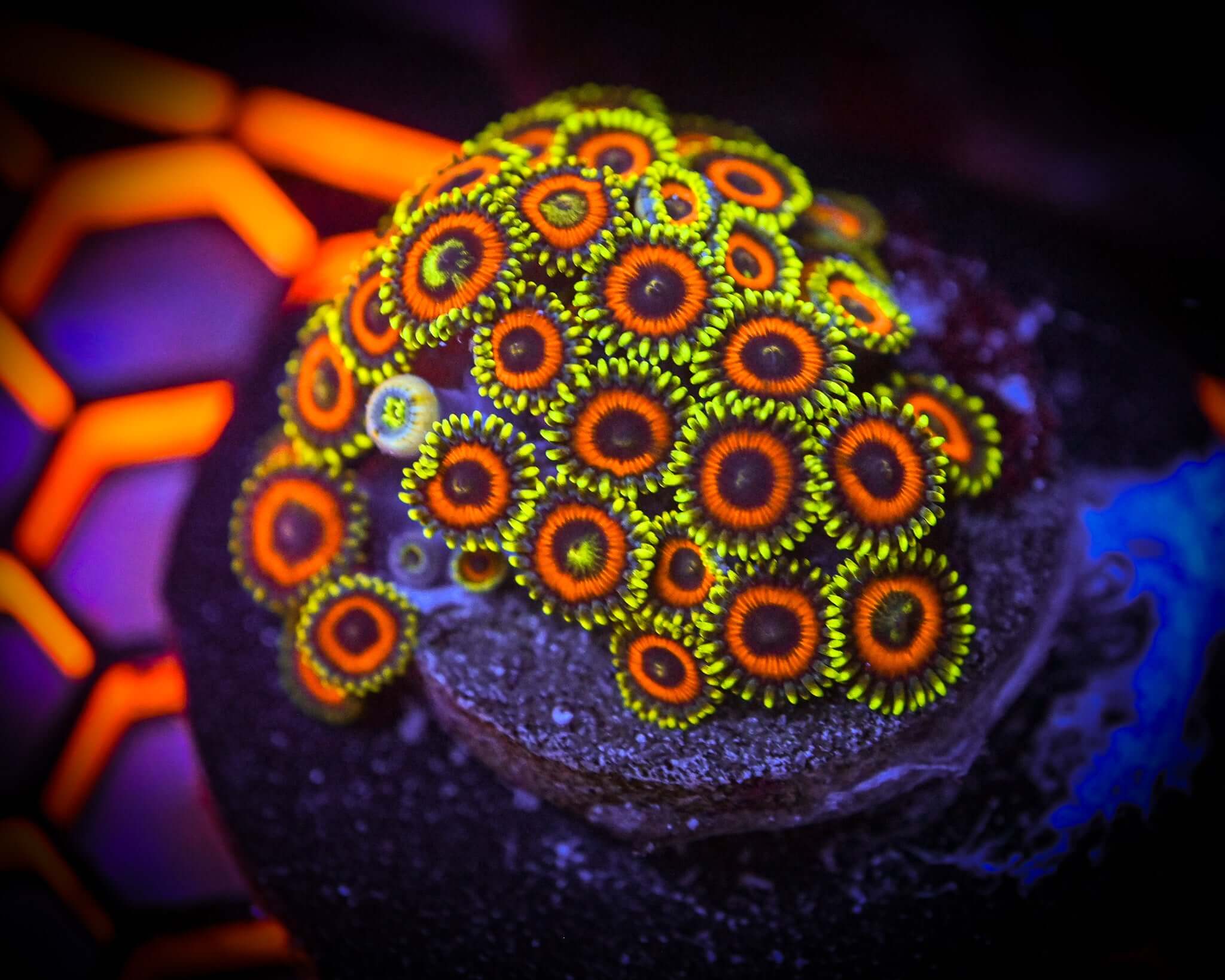 Reef Chasers | Buy Corals Online | RC Eagle Eye Zoanthid XL Frag ...