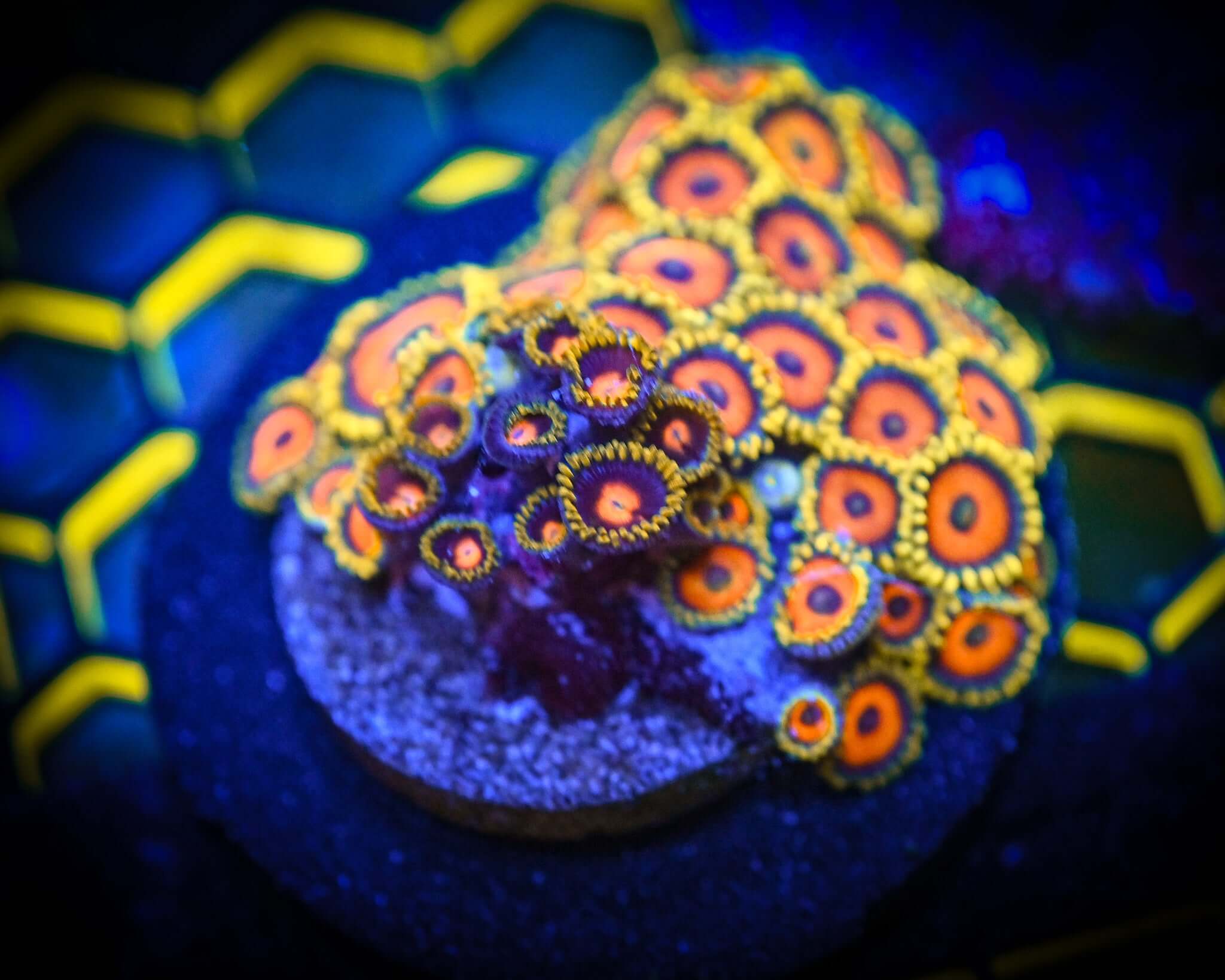 Reef Chasers | Buy Corals Online | RC Eagle Eye Zoanthid For Sale