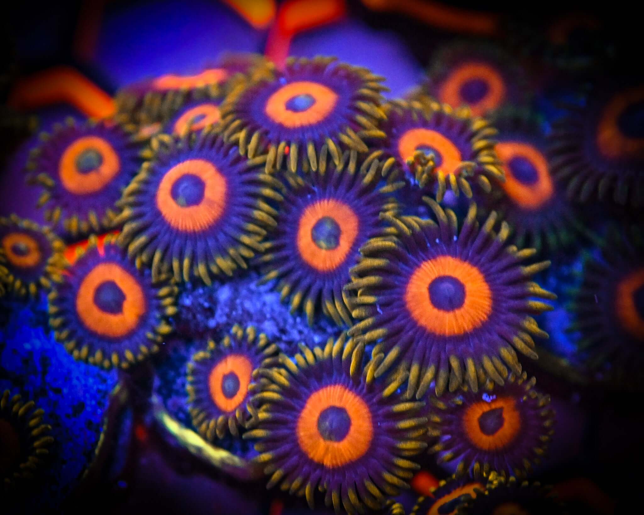 RC Gumball Zoanthid Frag