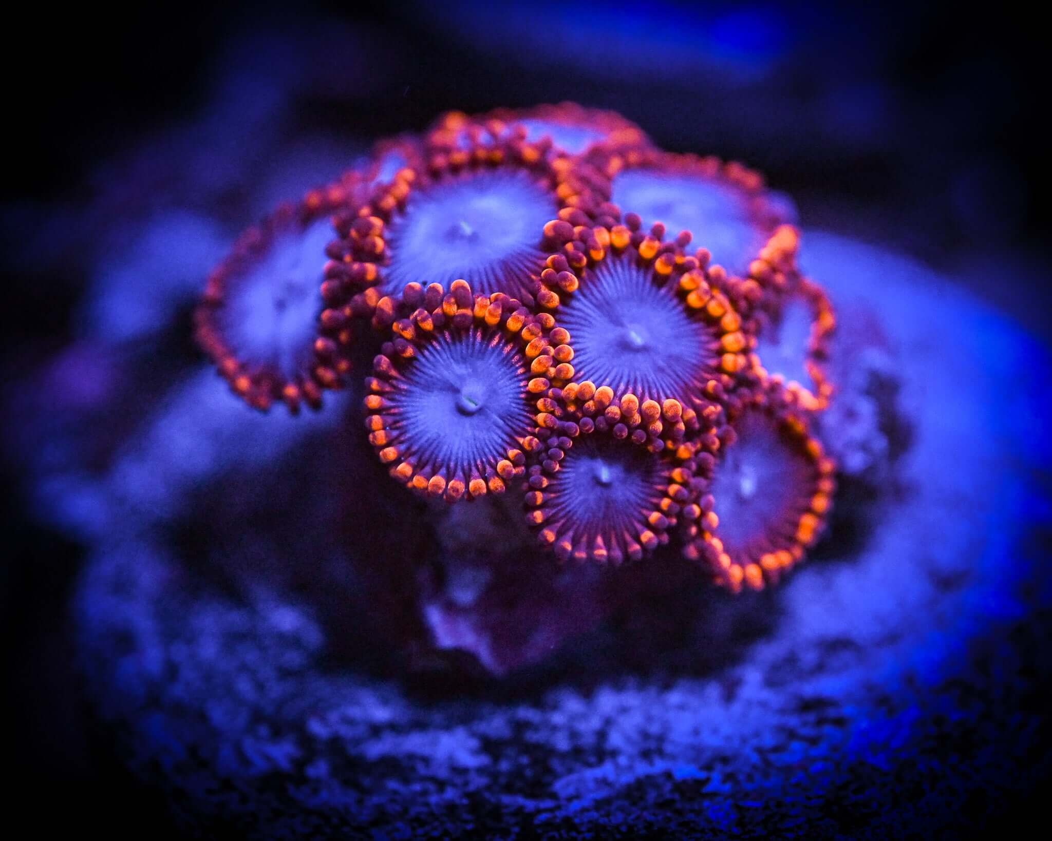 Freezer Burn Zoanthid Frag