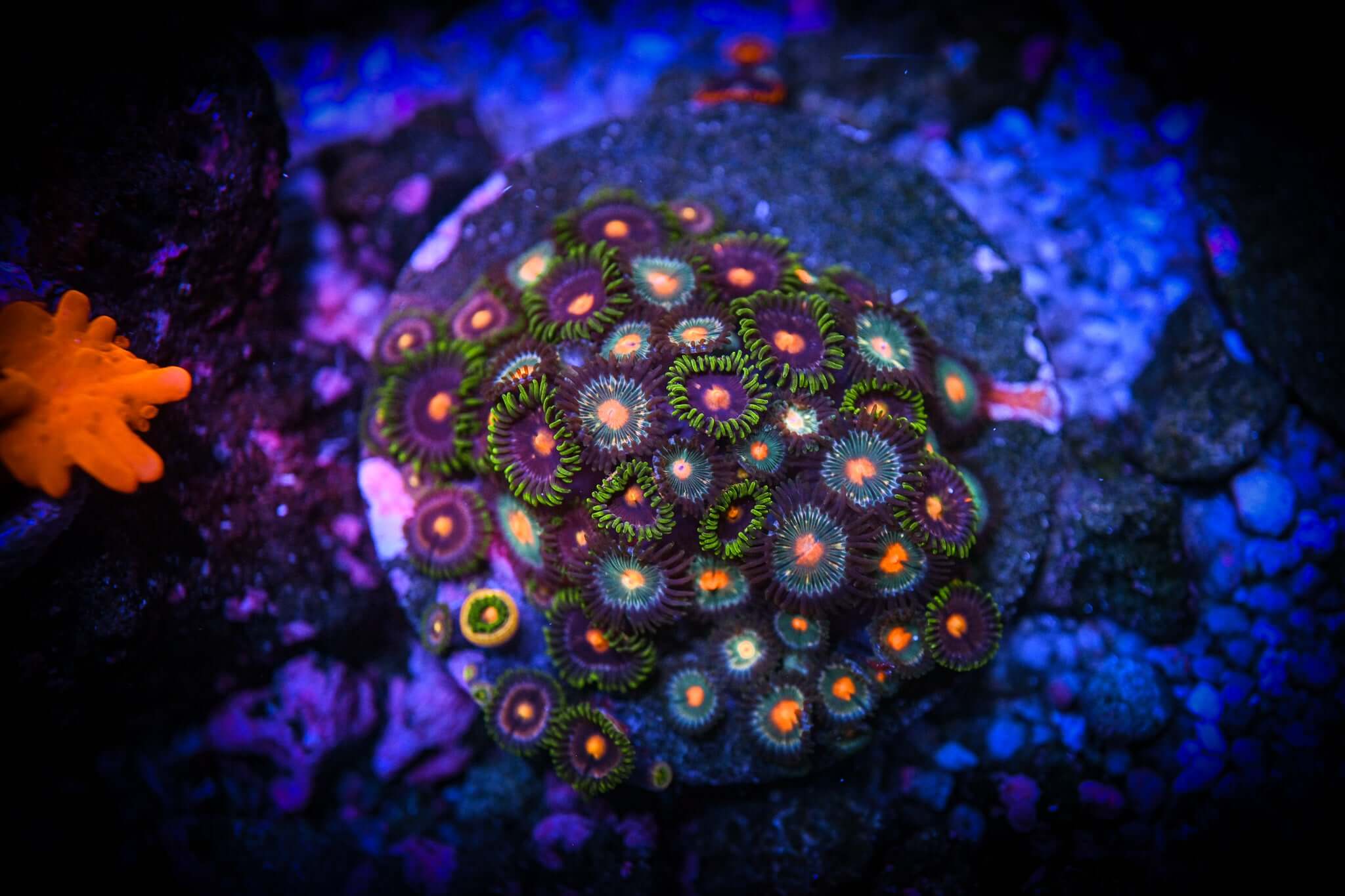 Mixed Zoa Colony 3" Disc WYSIWYG