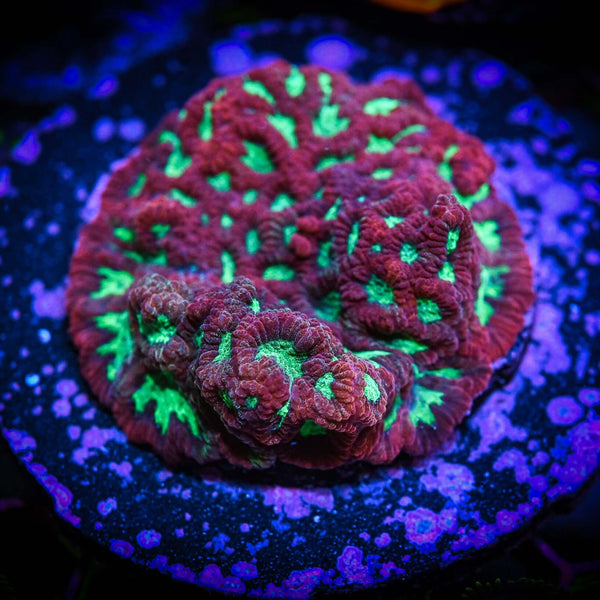 [廃盤] イハラカンタロウ　CORAL Reef Chasers | Buy Corals Online | Favia War Coral Frag for Sale