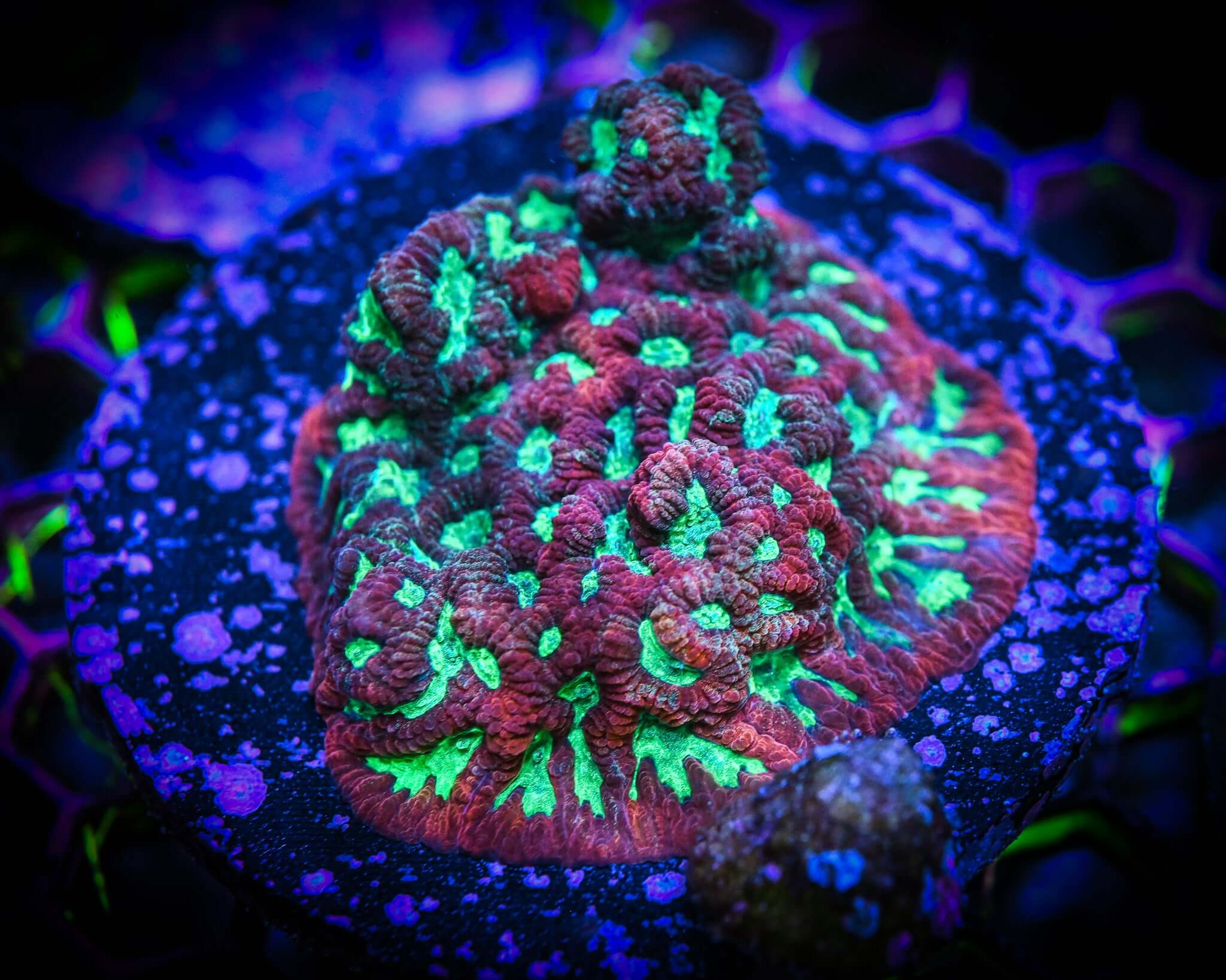 WYSIWYG Favia War Coral 3" Colony