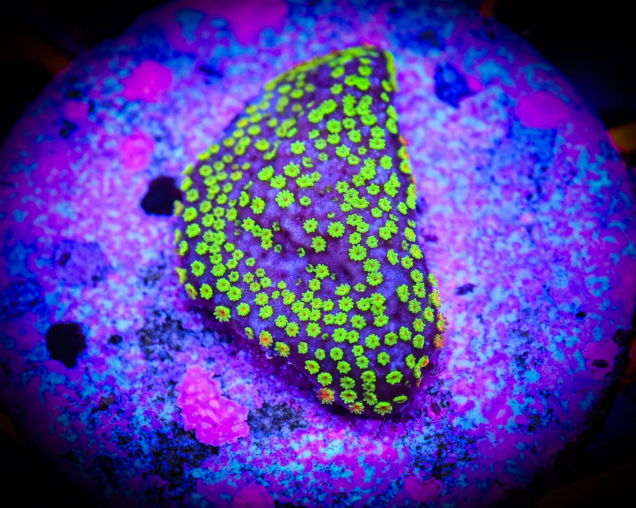 Poker Star Montipora Frag