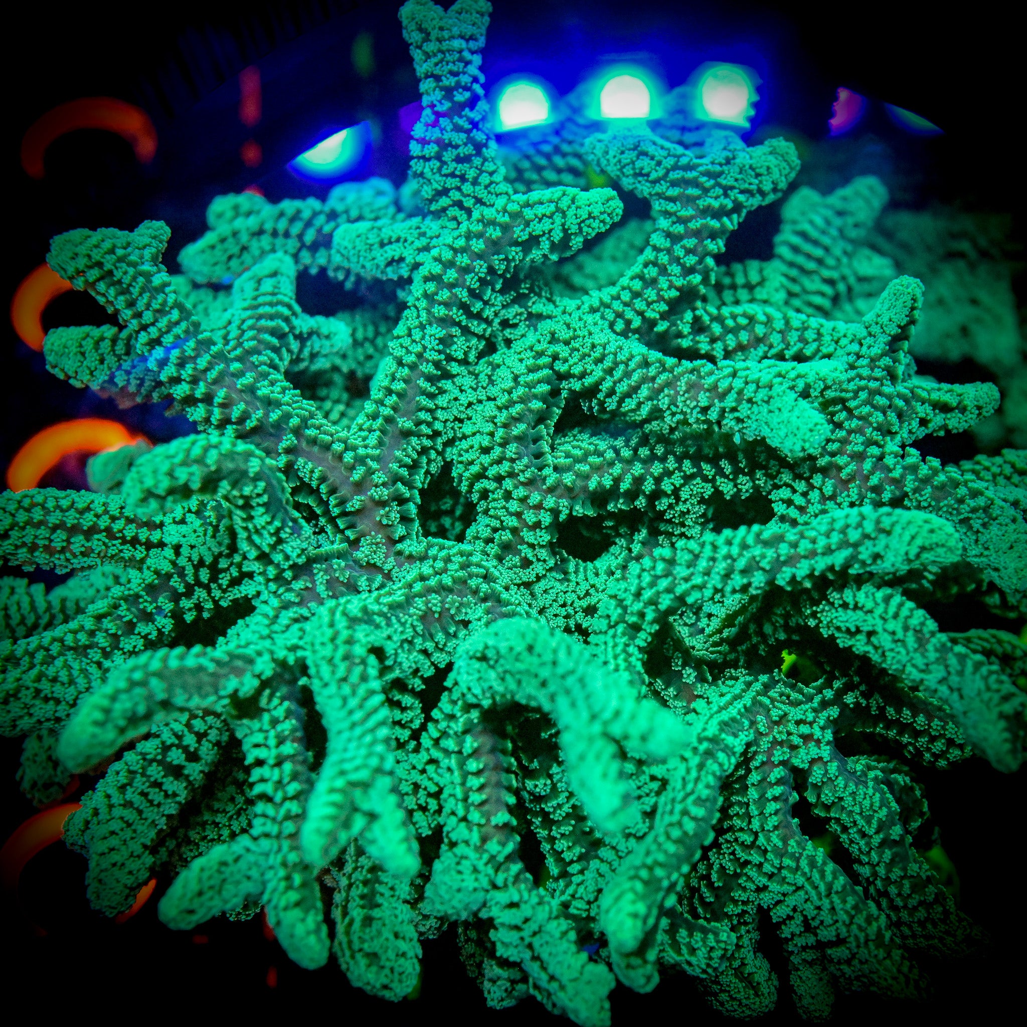 Reef Chasers | Buy Corals Online | RC True Green Elkhorn Montipora