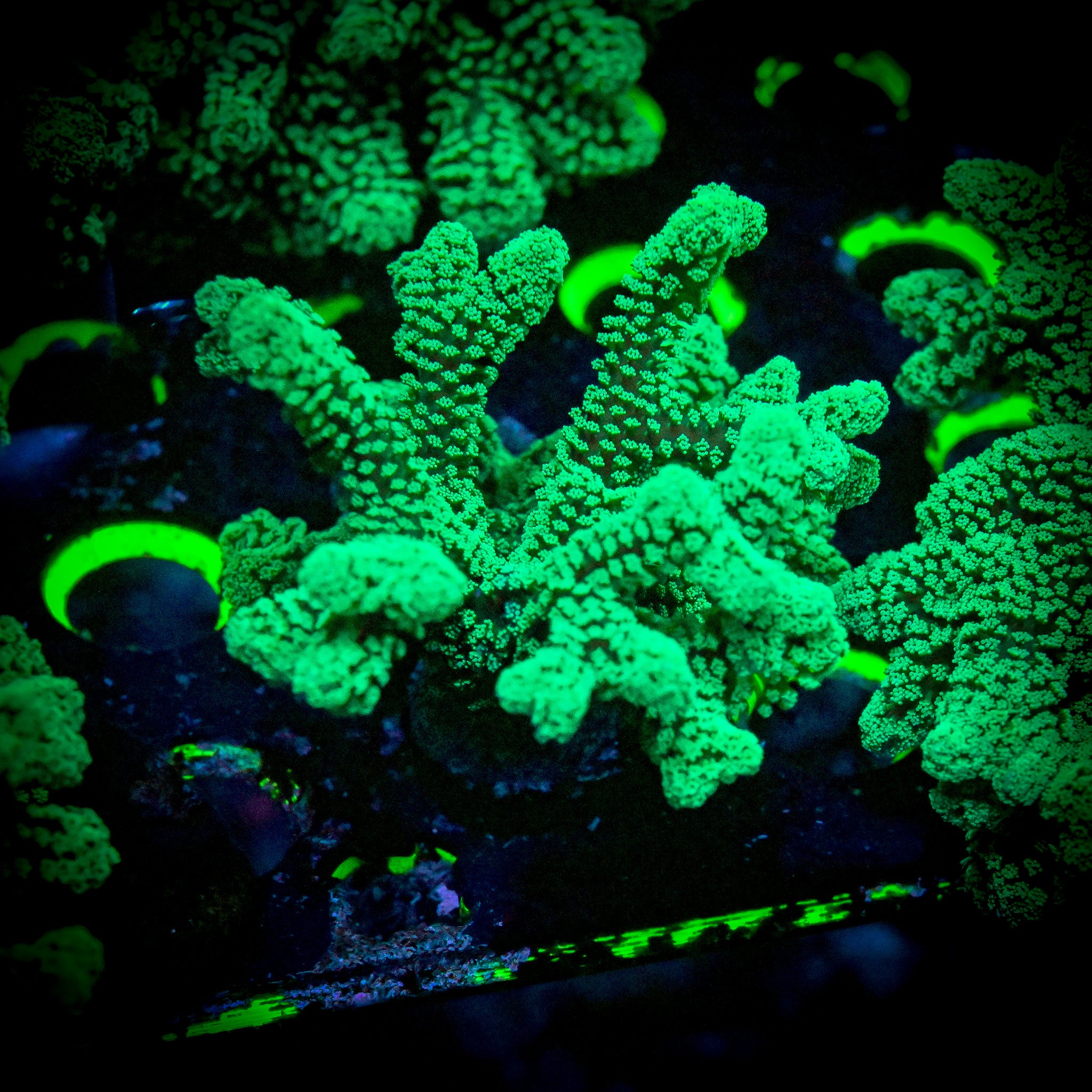 RC Emerald City Bird's Nest