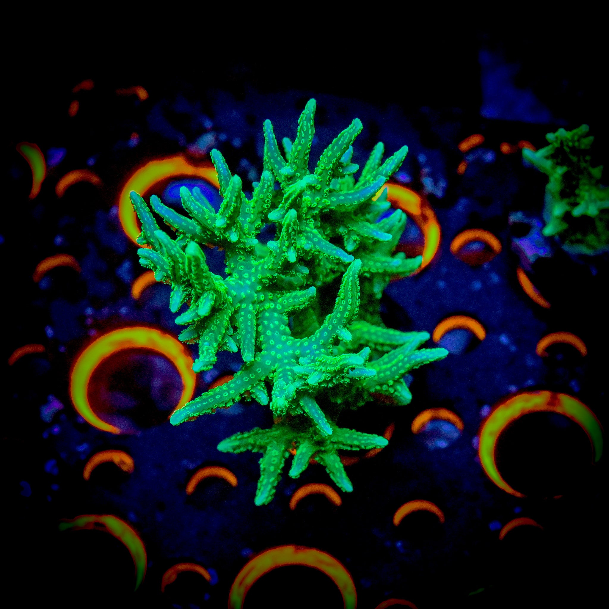 Reef Chasers | Buy Corals Online | All SPS Corals for Sale