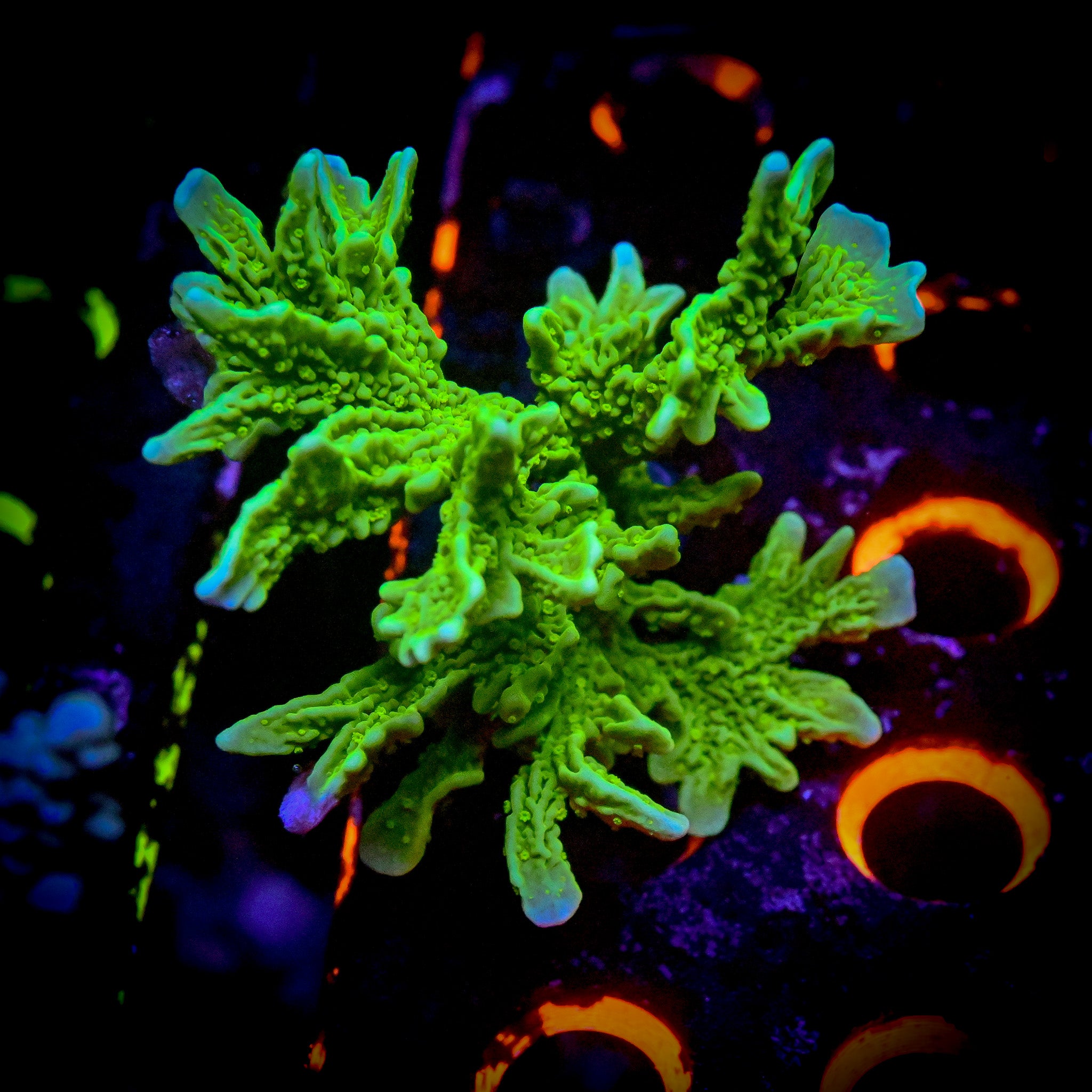 RC True Green Elkhorn Montipora