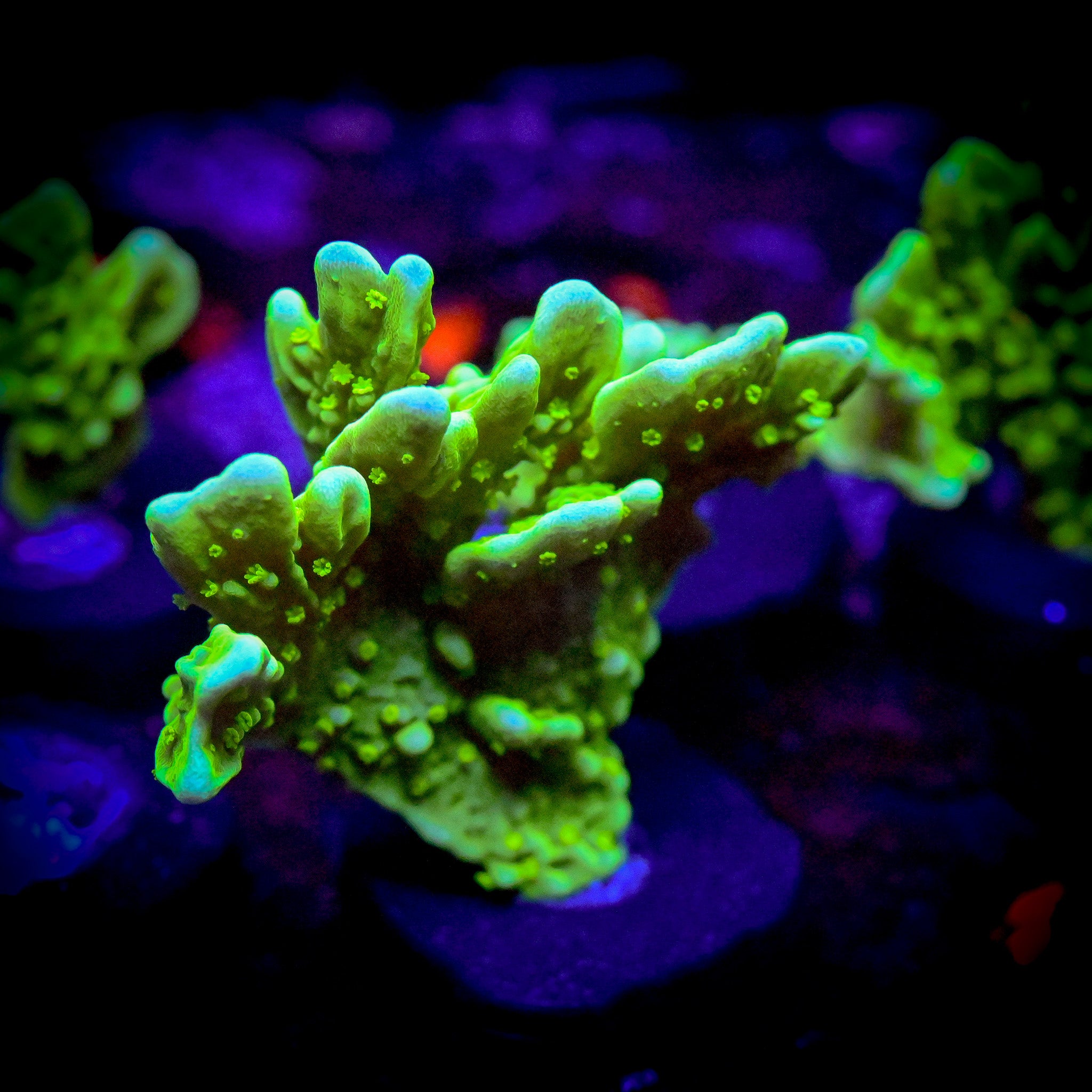 RC True Green Elkhorn Montipora