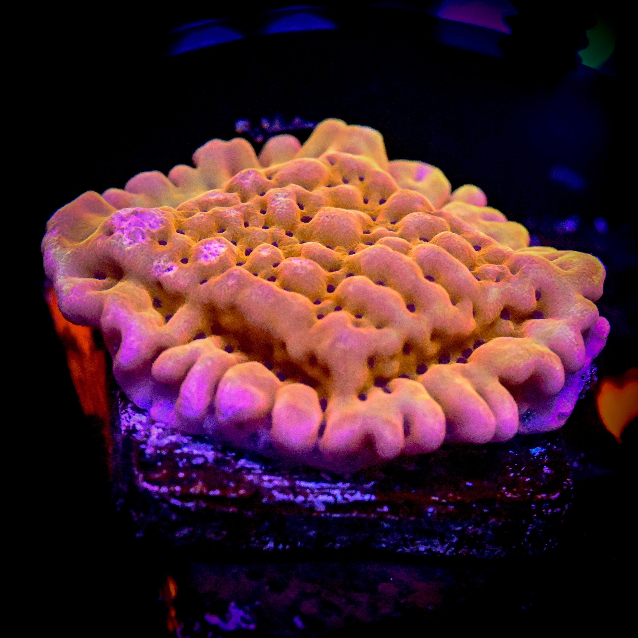 RC Orange Sorbet Montipora Palawanensis *ALMOST WYSIWYG*