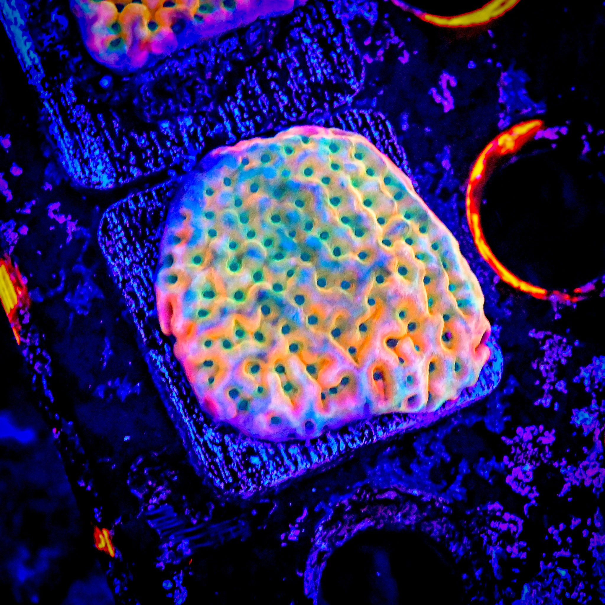 RC Afterburner Montipora Palawenensis *ALMOST WYSIWYG*