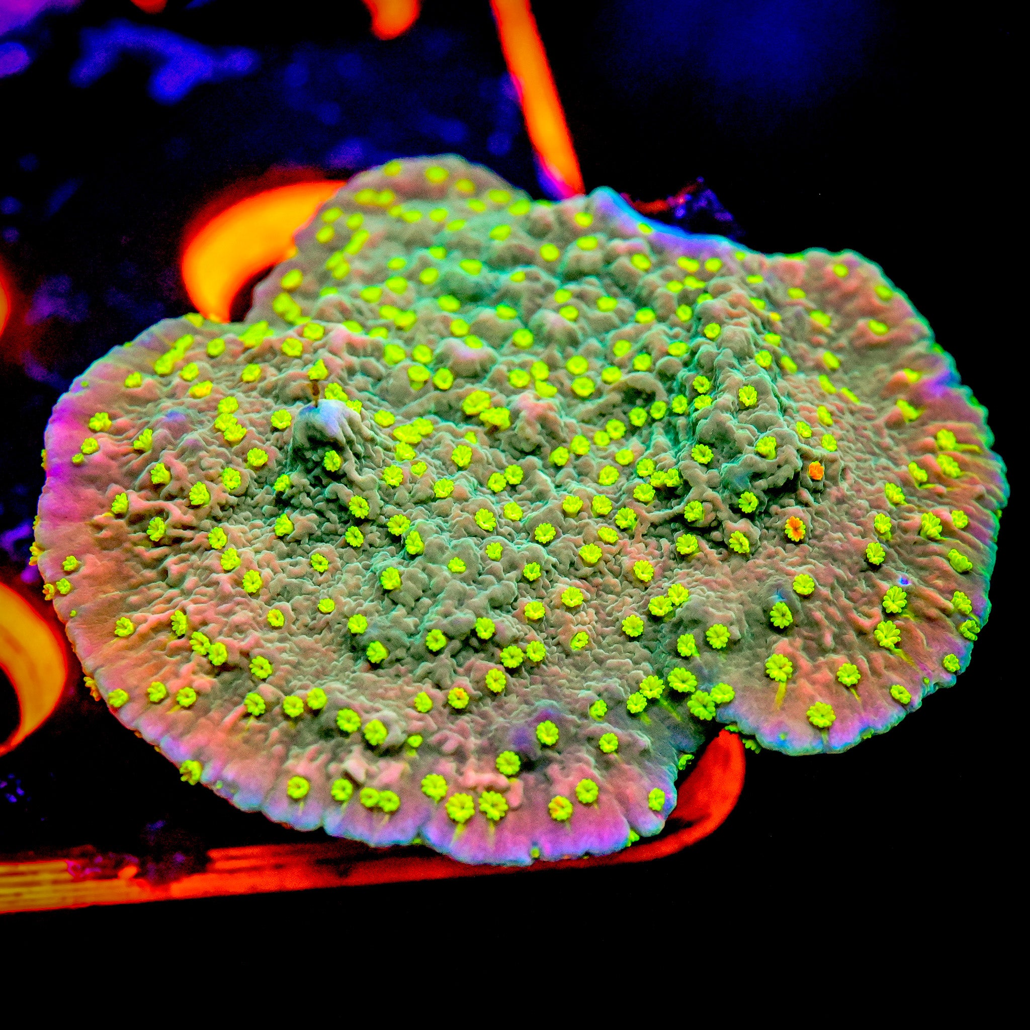 TSA Jolly Rancher Montipora Cap Frag