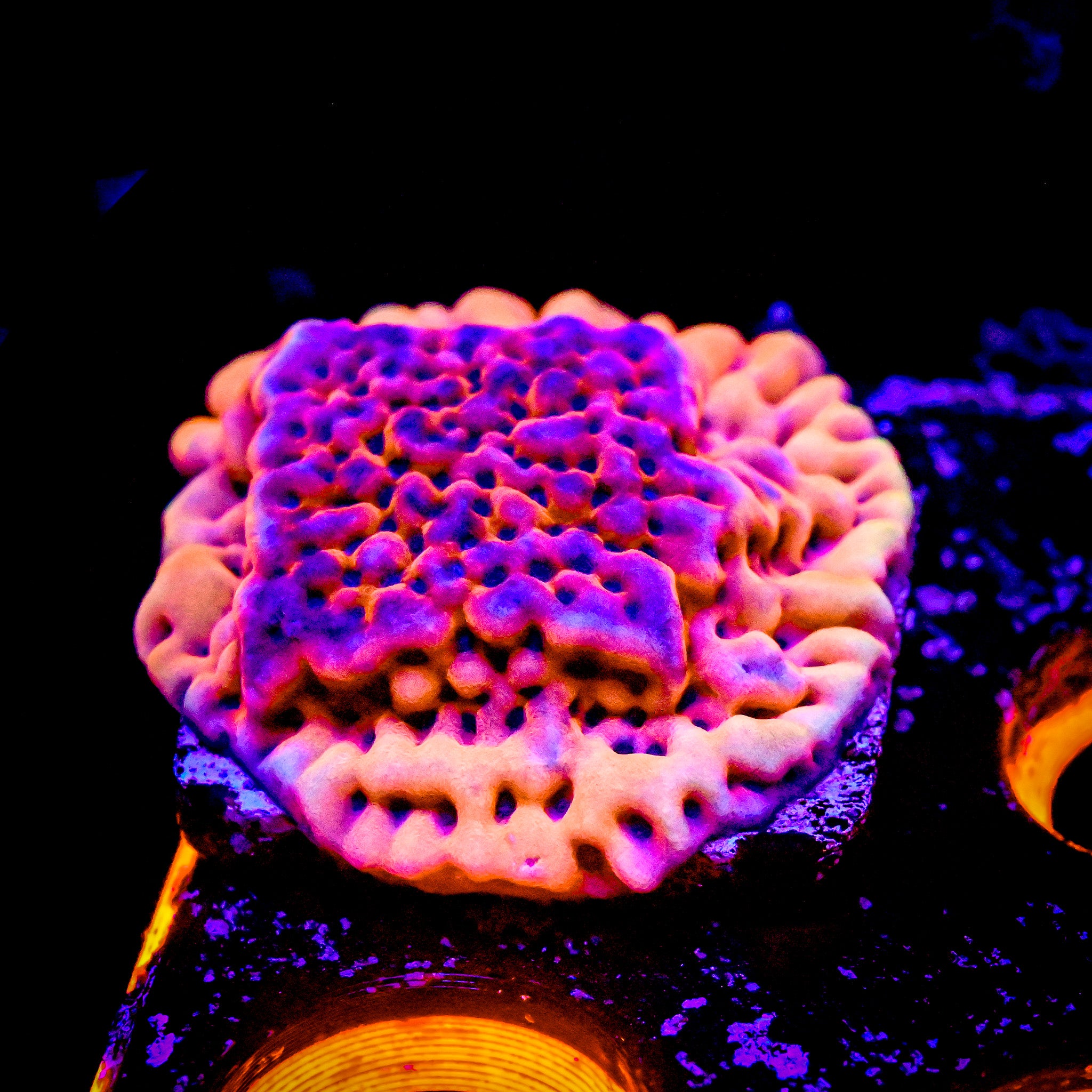 RC Sonic Boom Montipora Palawanensis *ALMOST WYSIWYG*