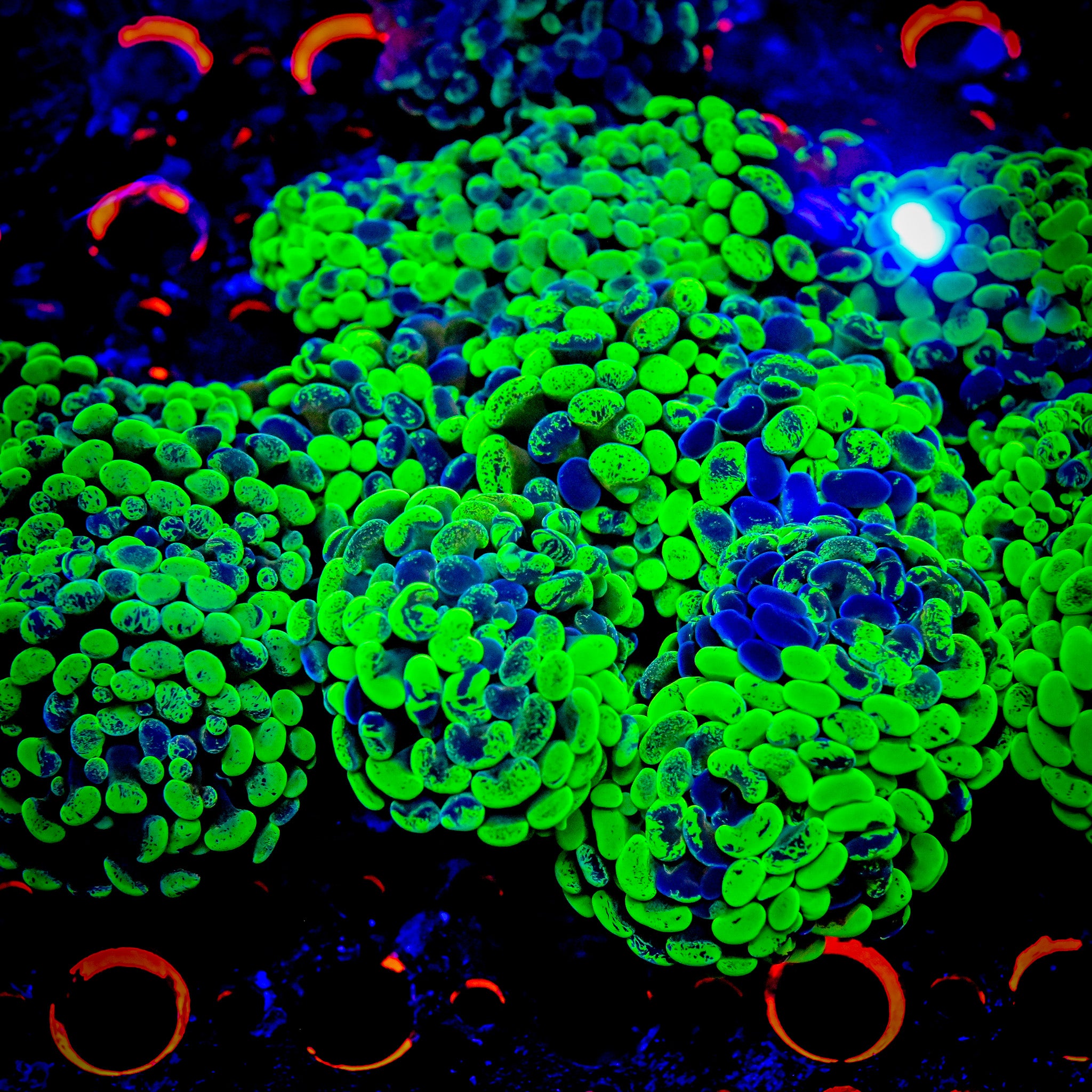 RC Highlighter Splatter Hammer (SUPER BRIGHT)
