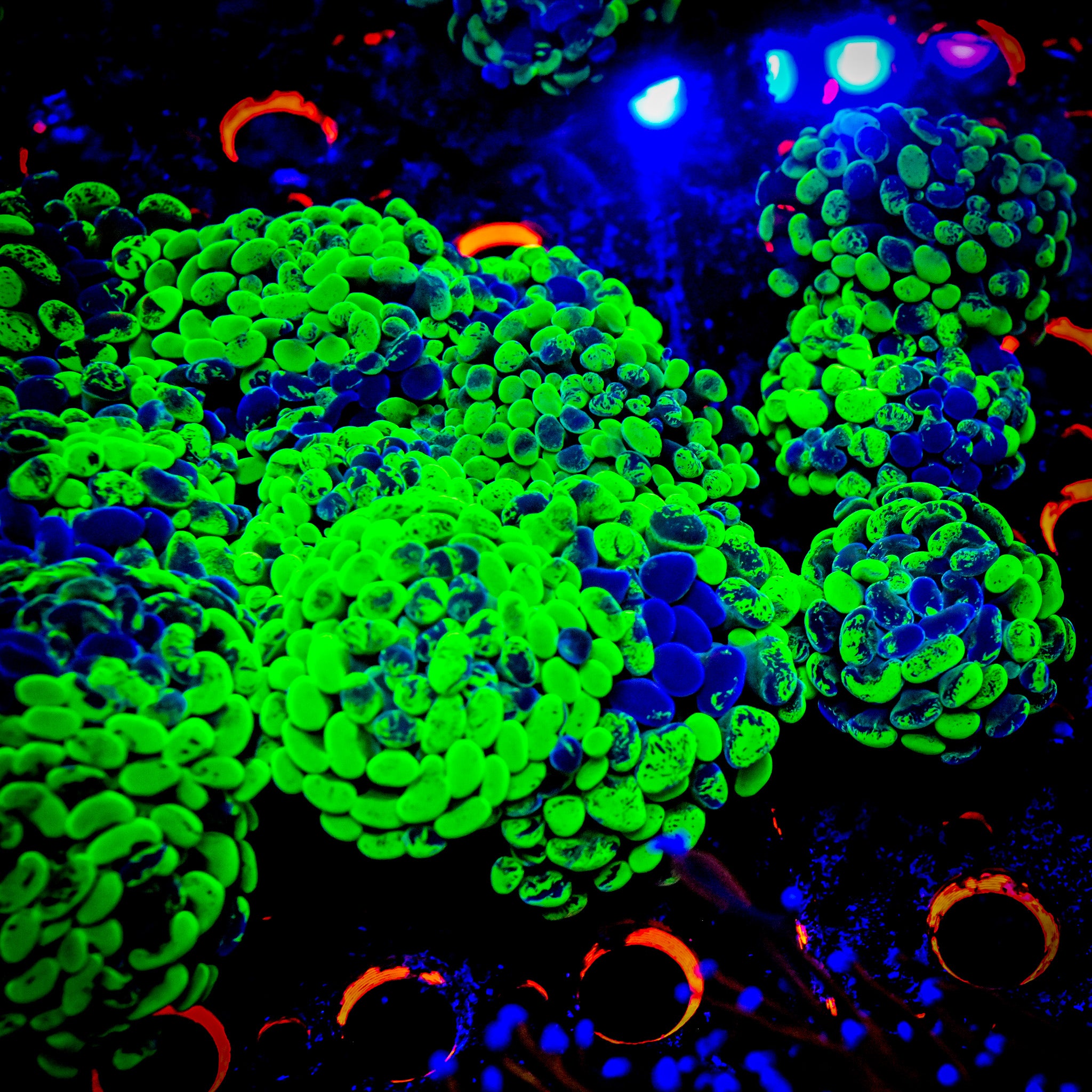 RC Highlighter Splatter Hammer (SUPER BRIGHT)