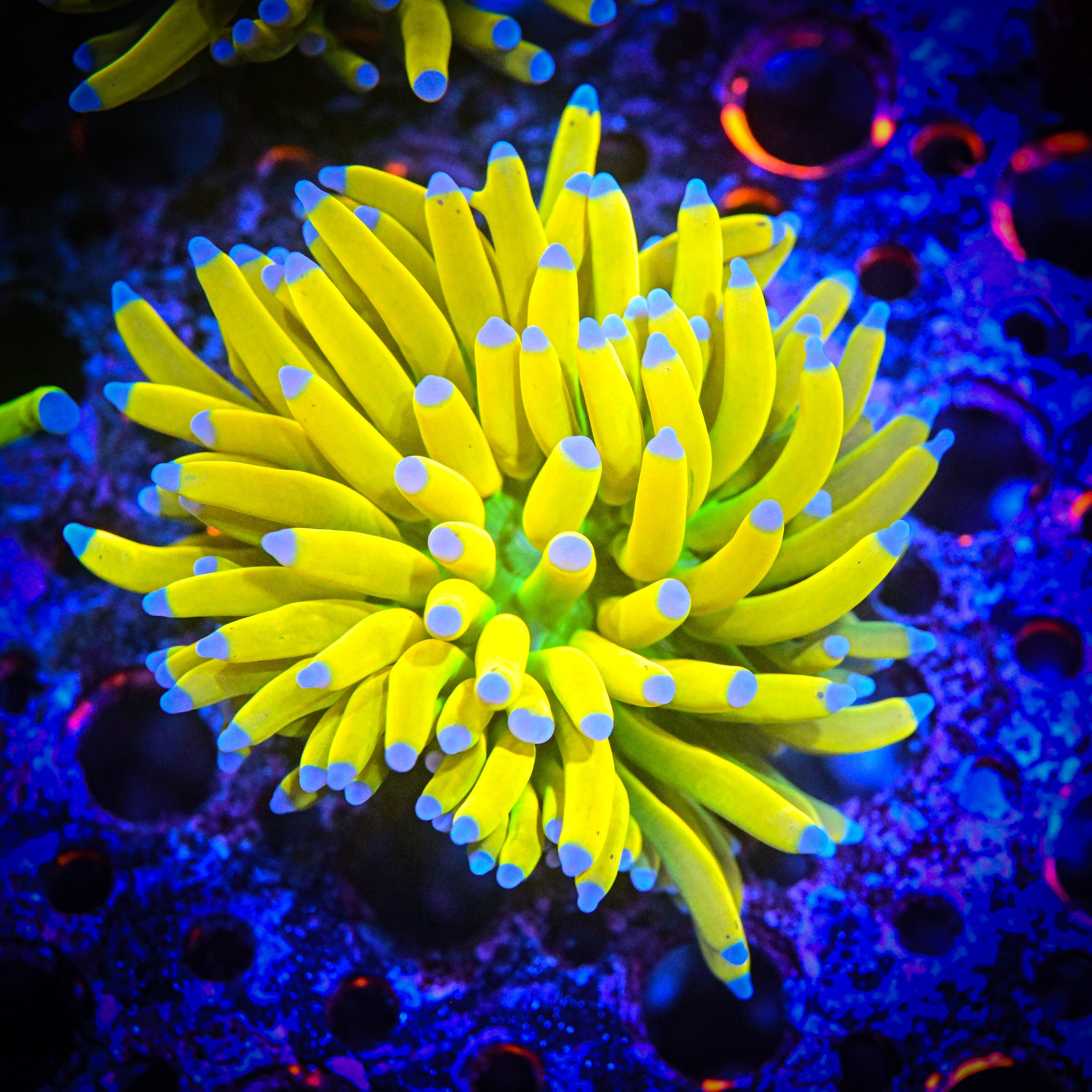 *WYSIWYG* Malaysian Banana Grail Torch