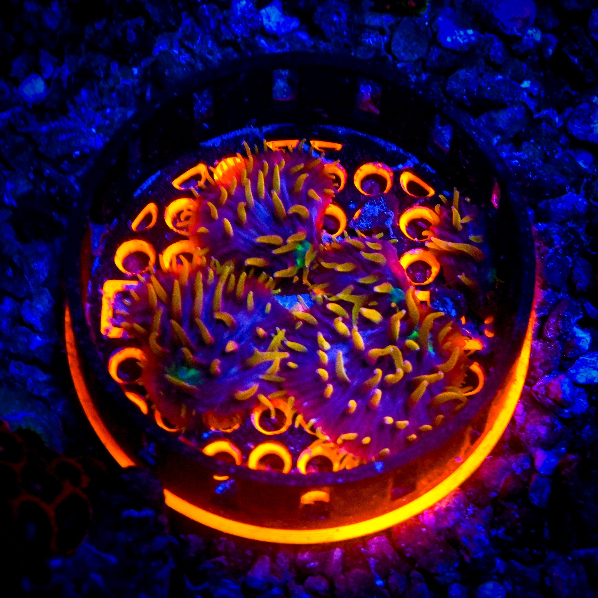 RC Insane Rainbow Diaseris