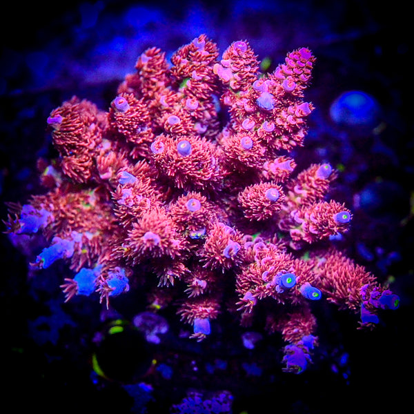 Reef Chasers | Buy Corals Online | RC CHERRY BOMB ACROPORA
