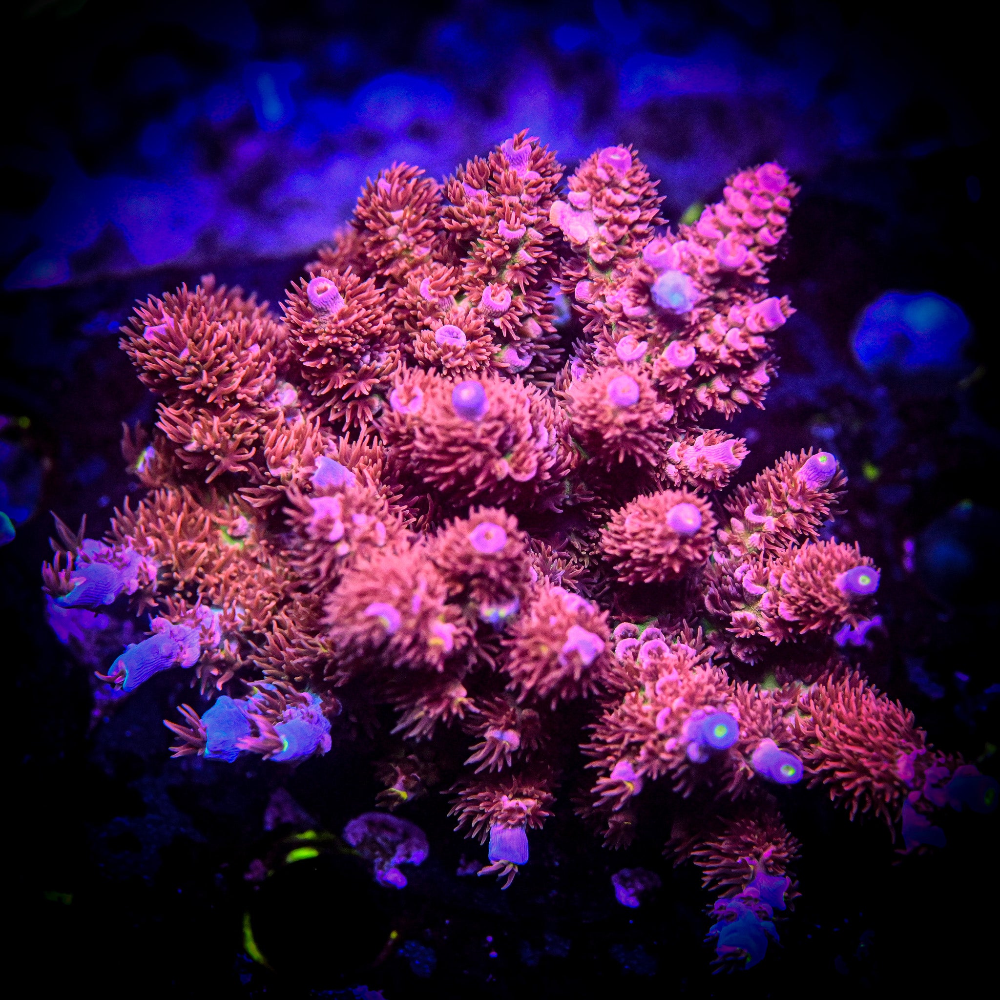 Reef Chasers | Buy Corals Online | RC CHERRY BOMB ACROPORA