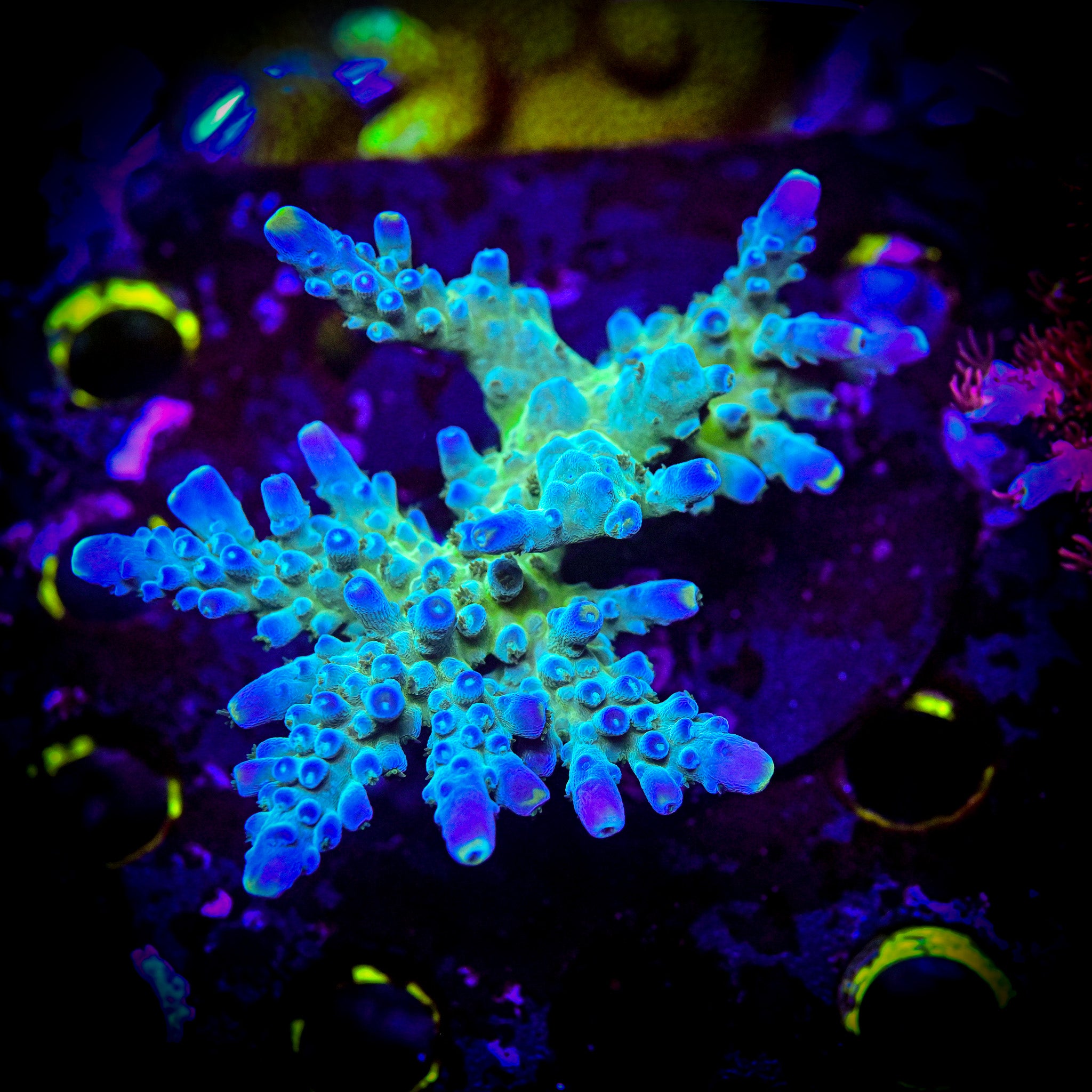 Reef Chasers | Buy Corals Online | Shop New Coral Arrivals