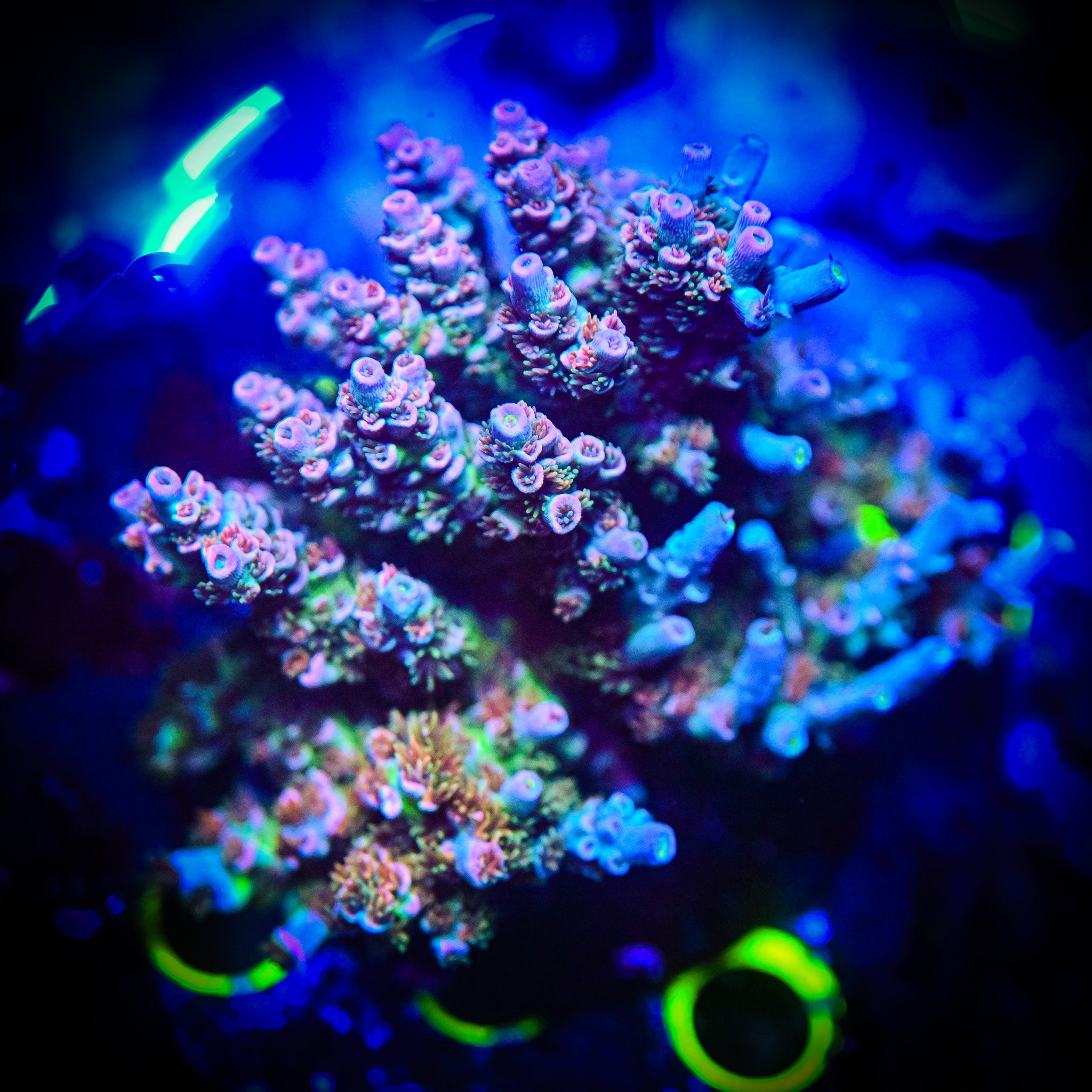 RC Fun House Acropora