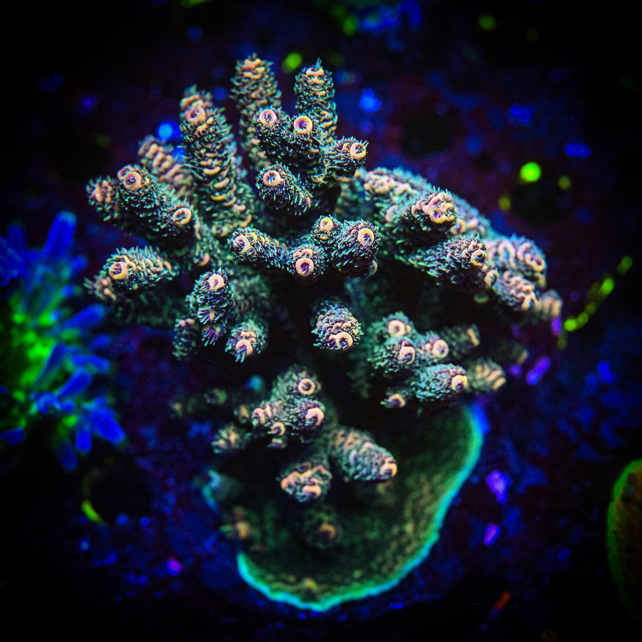 RC Jungle Juice Acropora