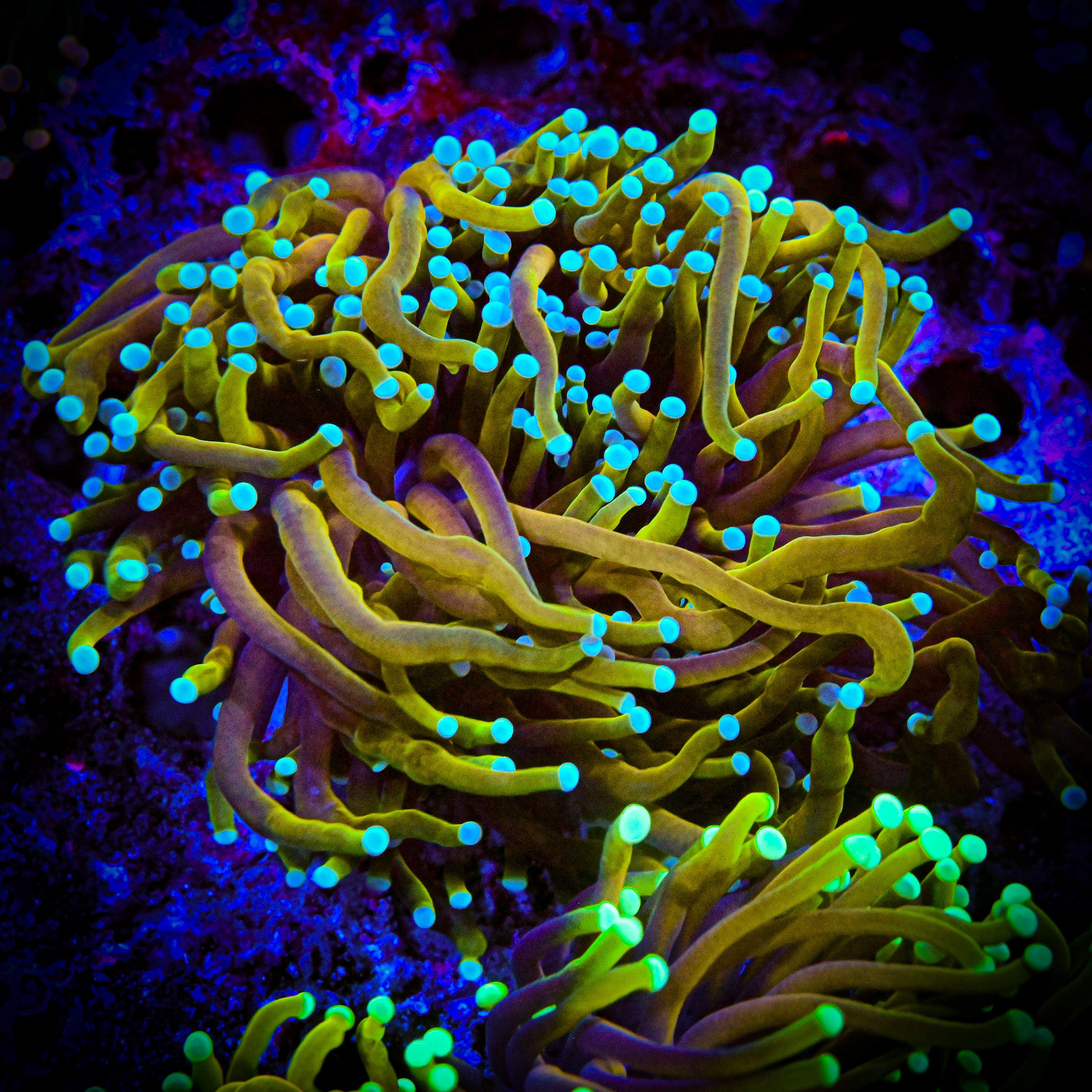 Blue Tip Dragon Soul Torch *WYSIWYG*