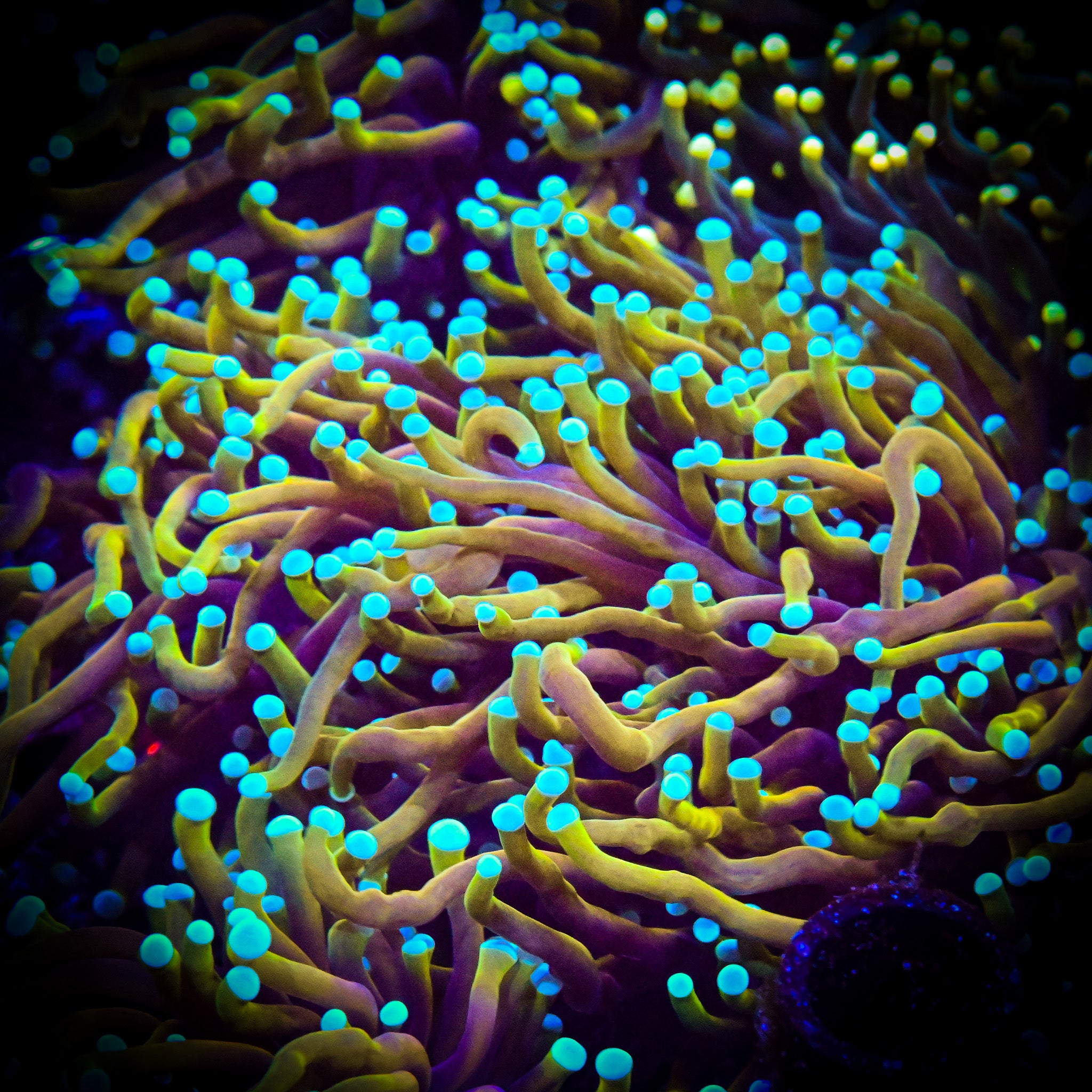 Blue Tip Dragon Soul Torch *WYSIWYG*