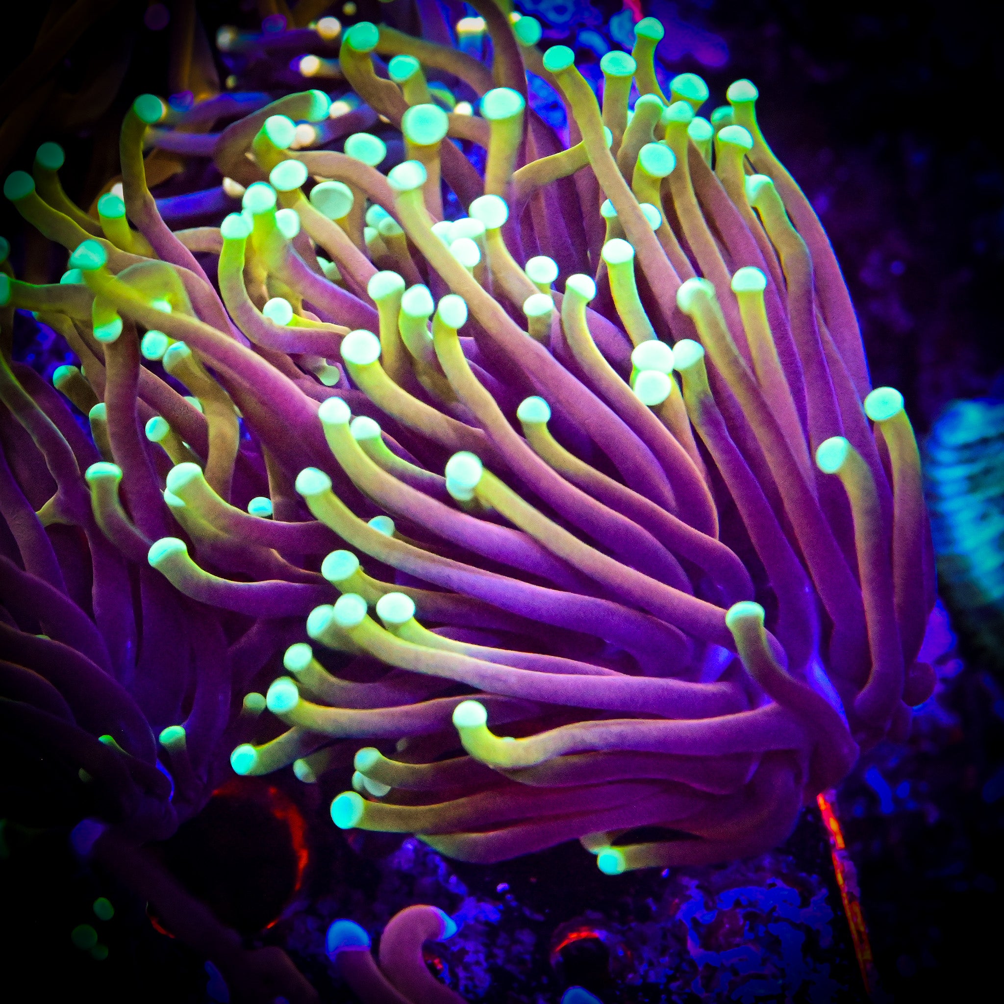 Reef Chasers | Buy Corals Online | Shop New Coral Arrivals