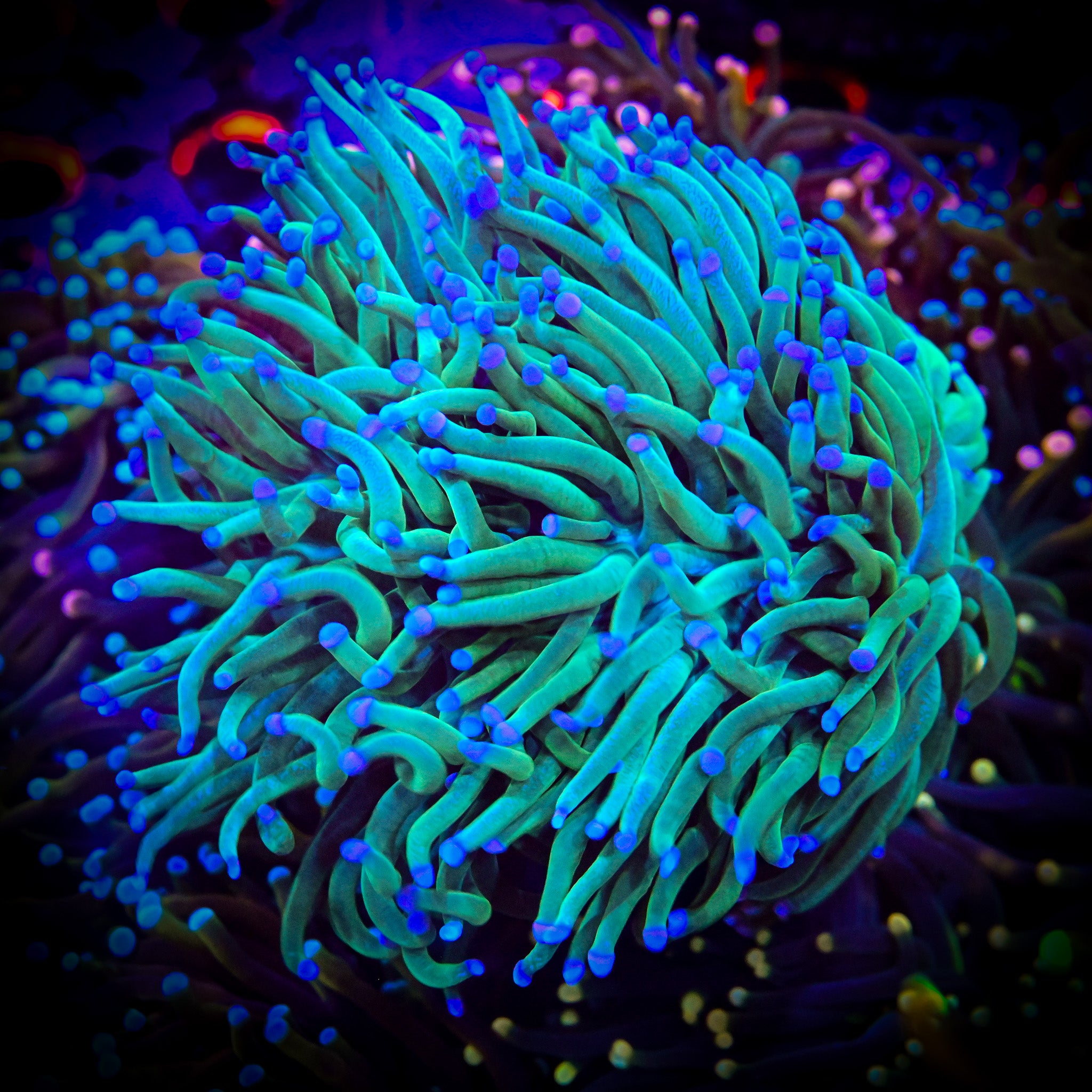 Triple Header Green Aussie w/ Blue Tips *WYSIWYG*