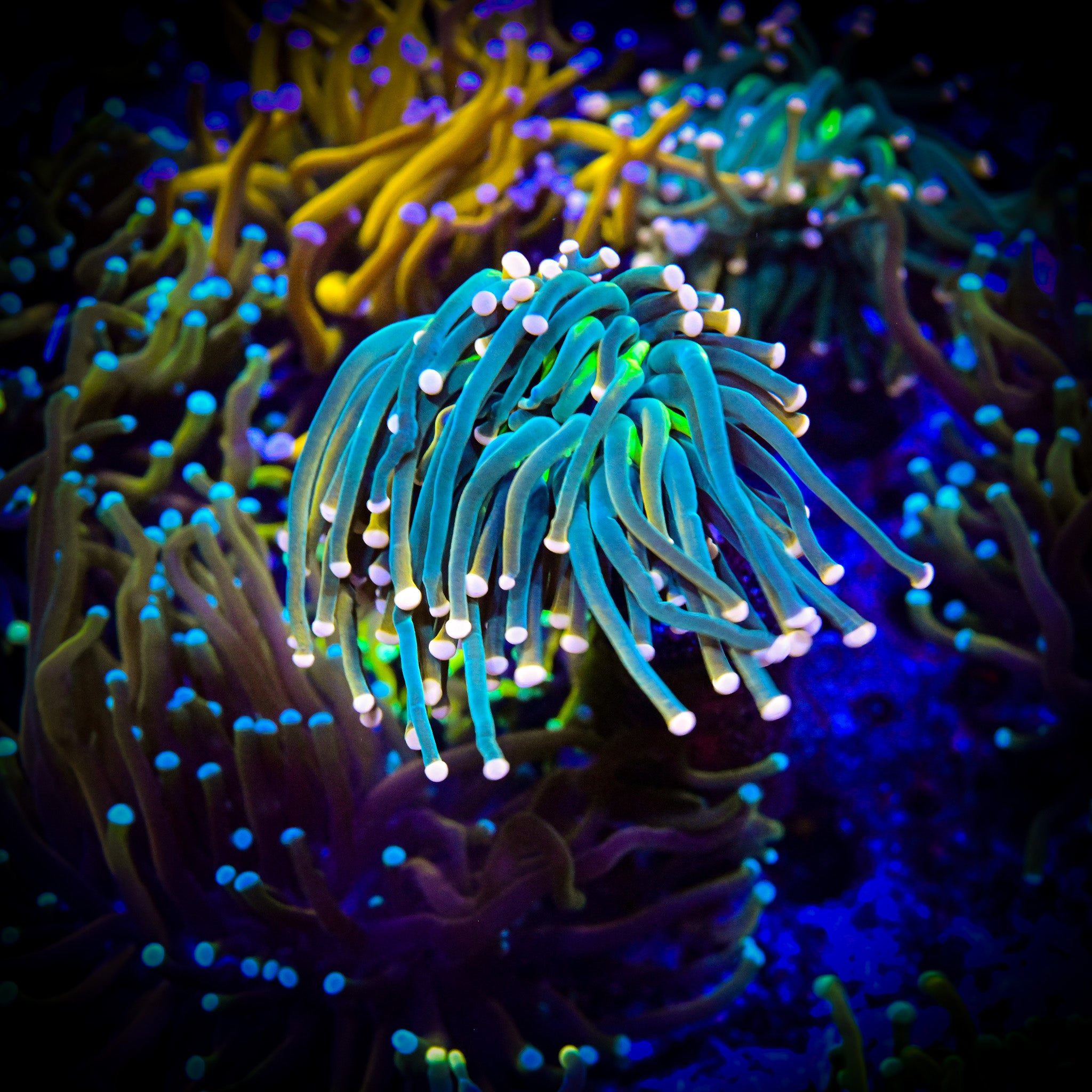 Cotton Candy Torch *WYSIWYG*