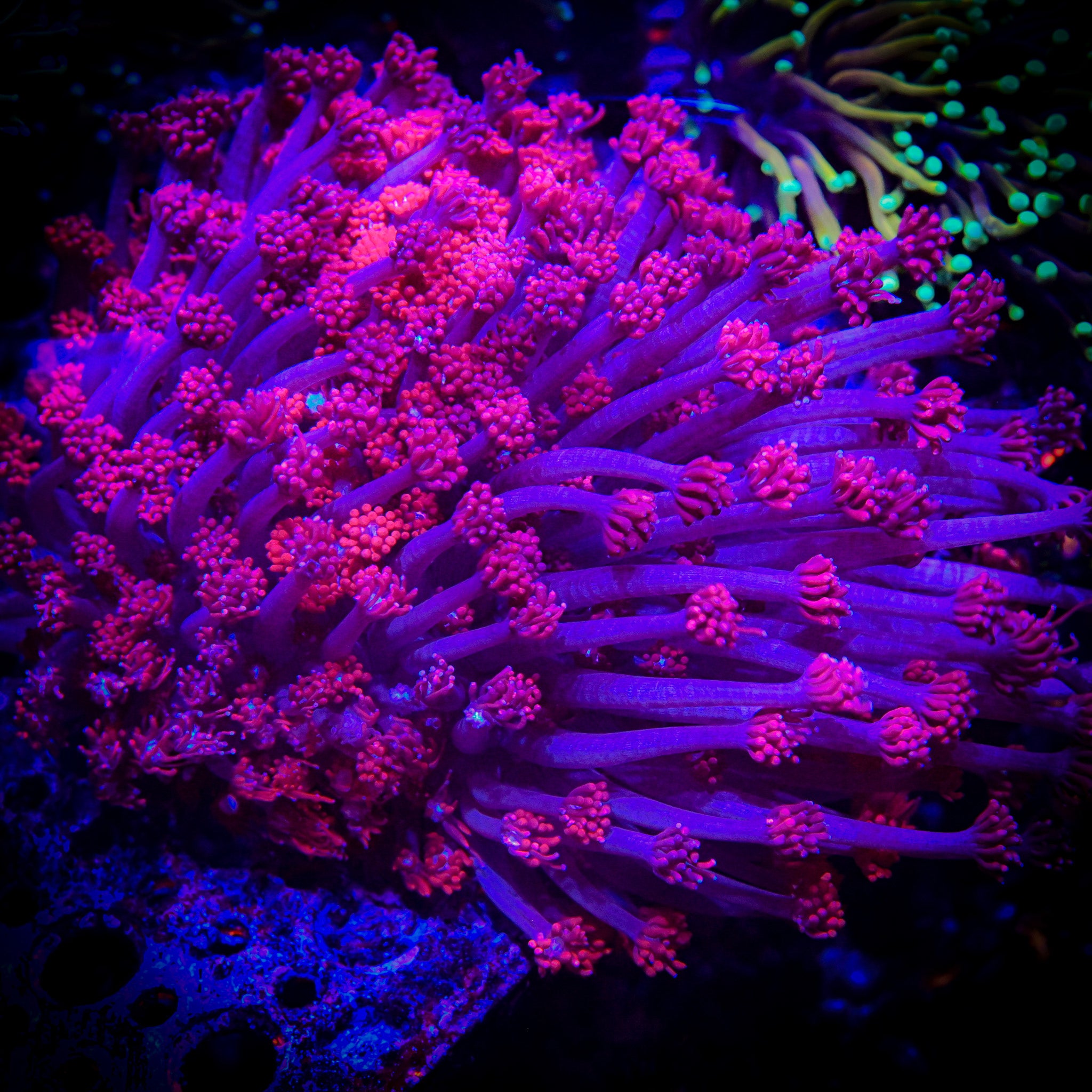 RC Red Rose Goniopora Colony *XL* *WYSIWYG*