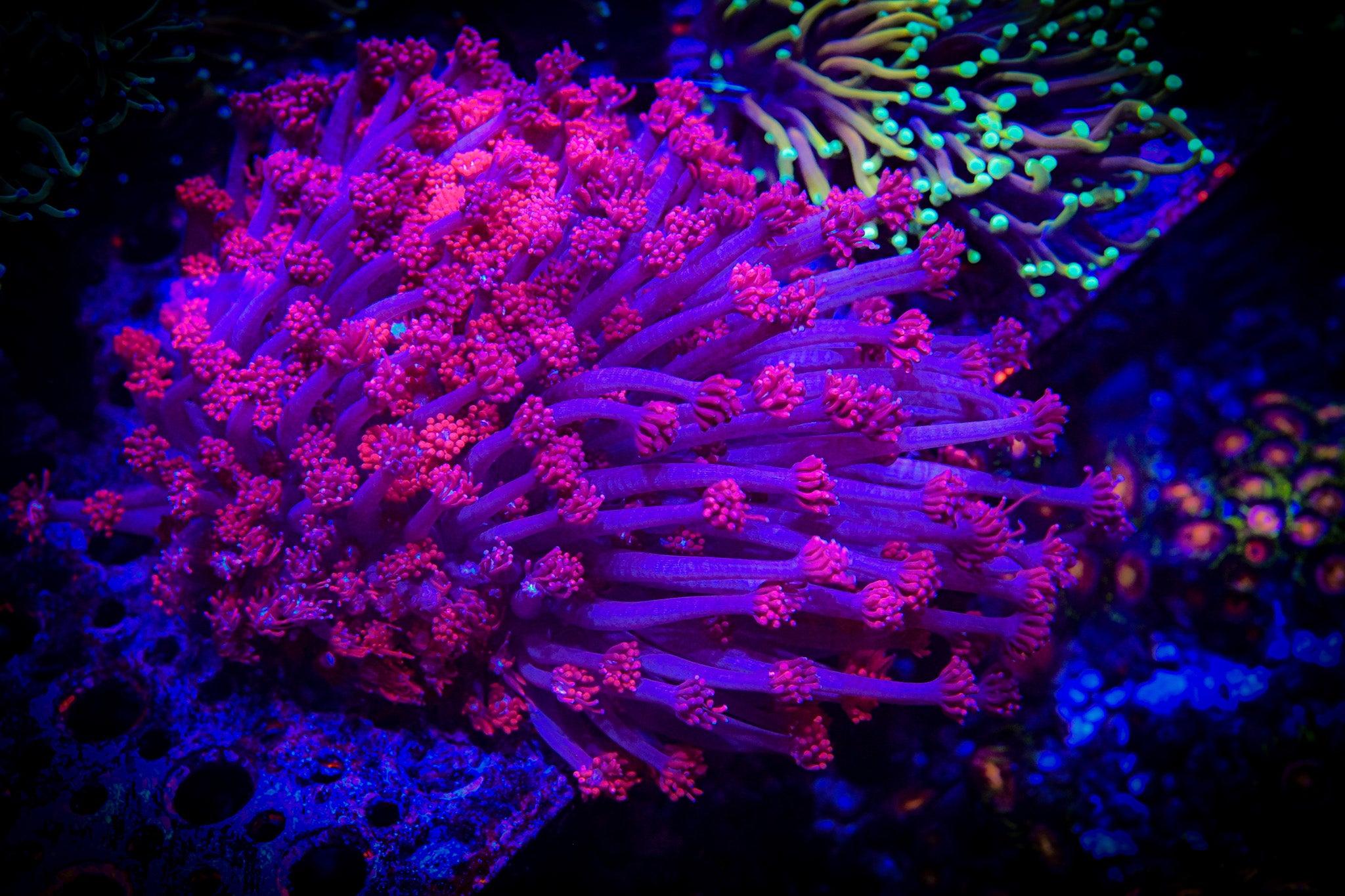 RC Red Rose Goniopora Colony *XL* *WYSIWYG*