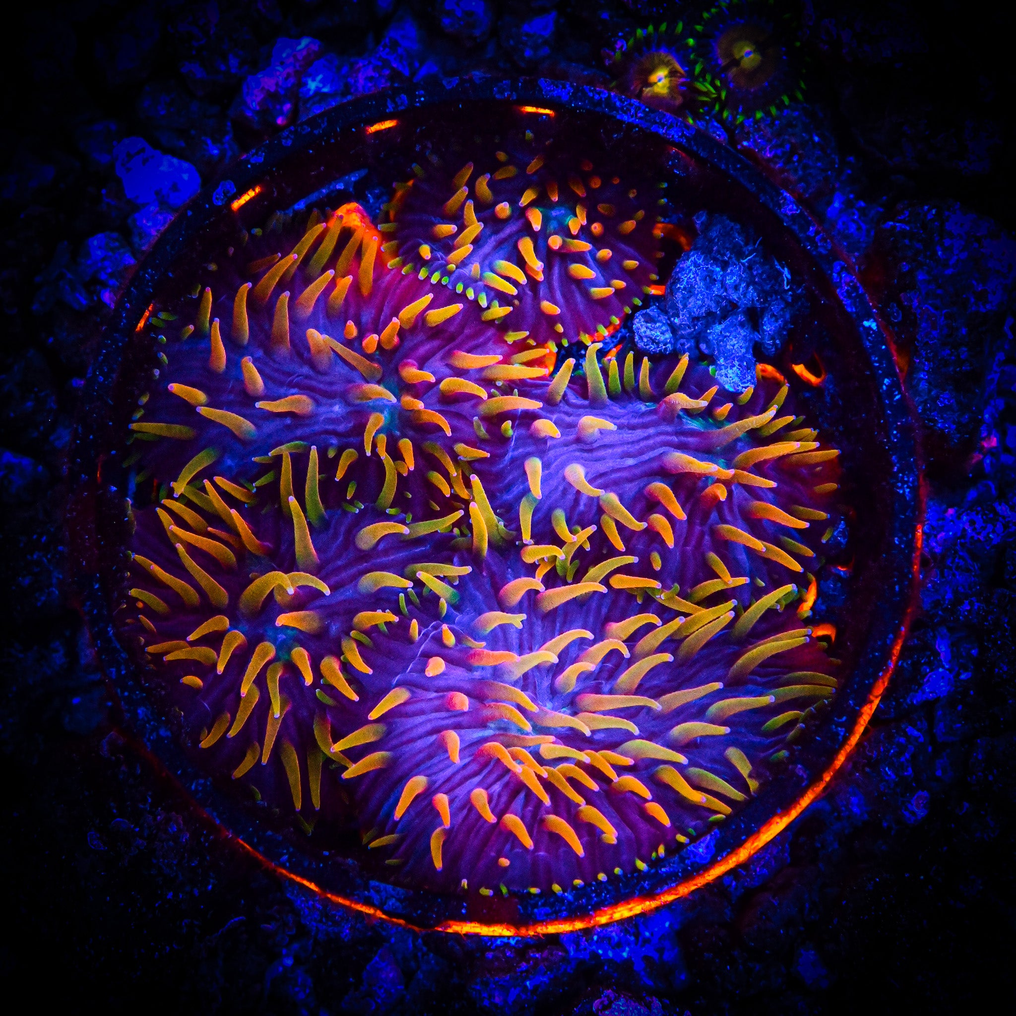 Reef Chasers | Buy Corals Online | Shop New Coral Arrivals